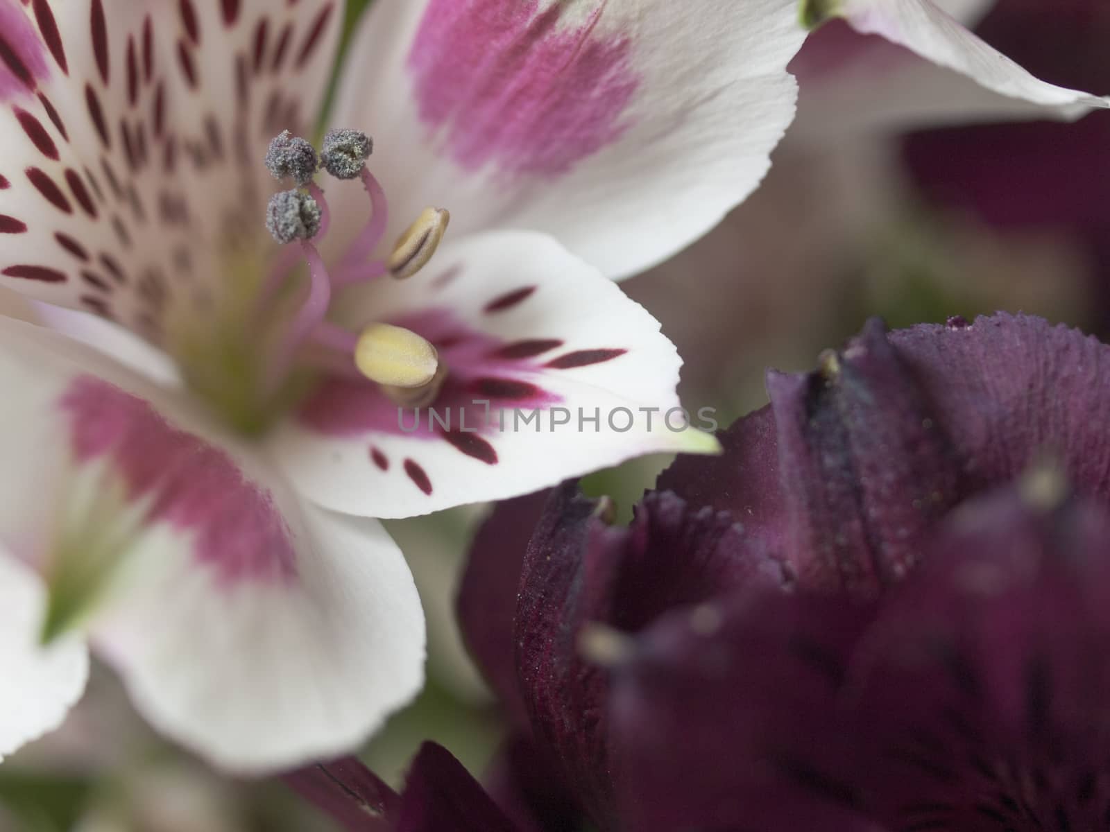 alstroemeria bloom by Trala