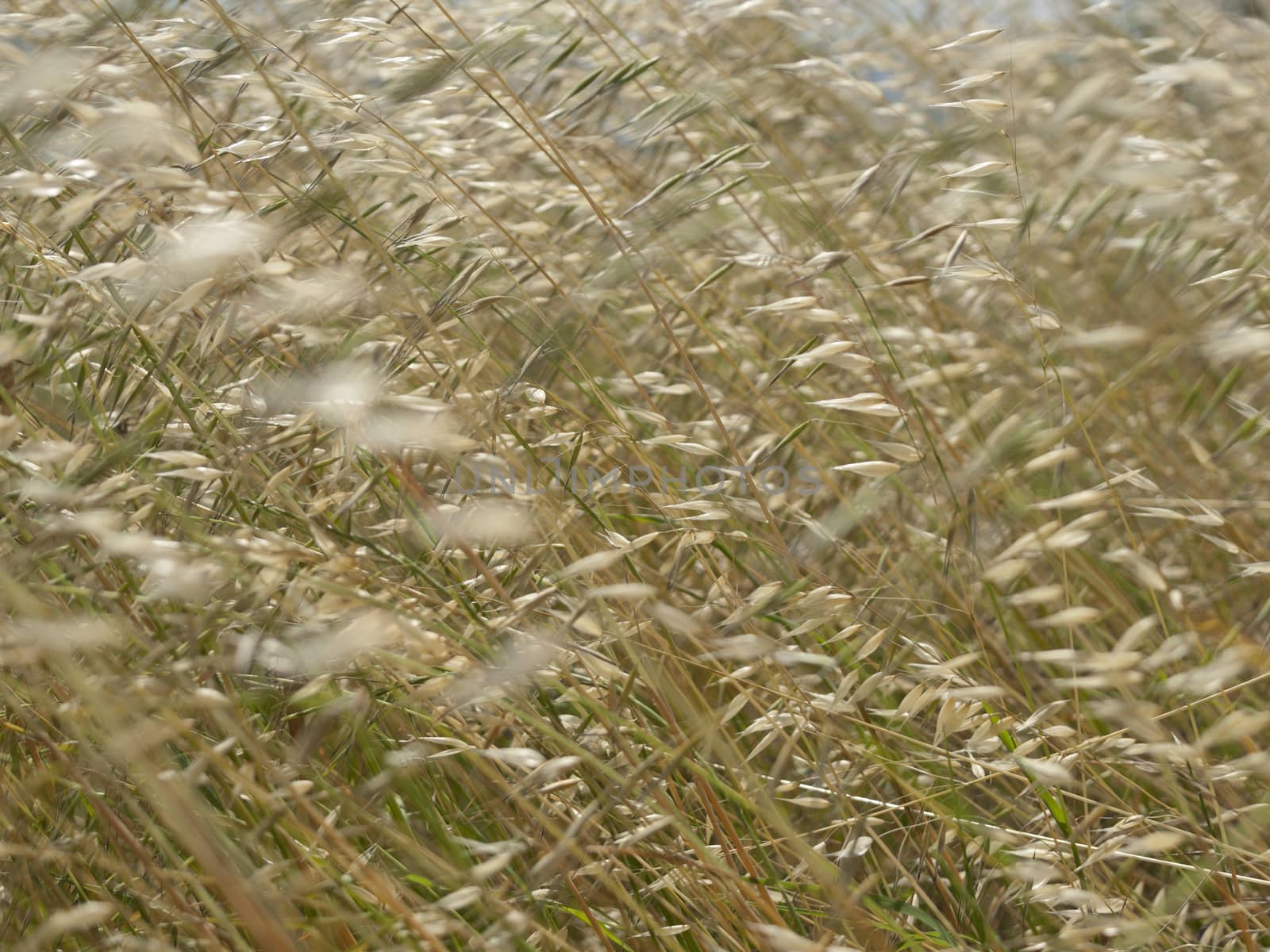 grass and  wind by Trala