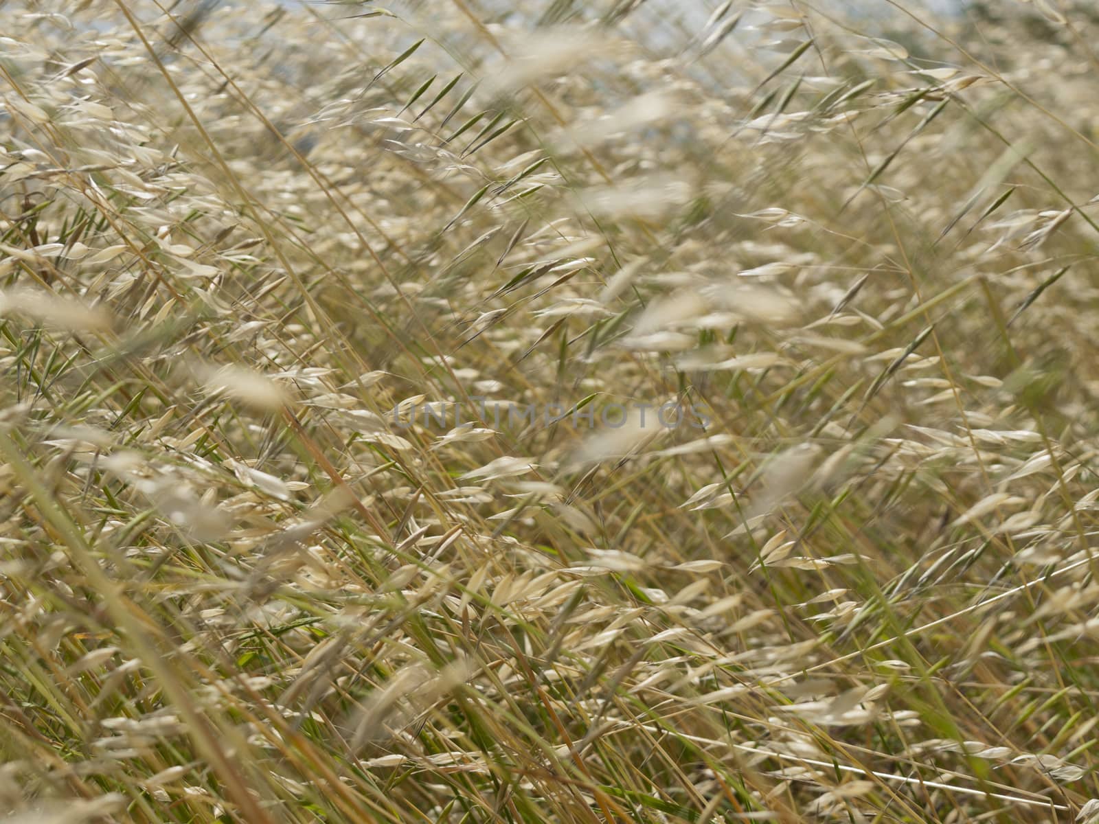 Close-up of grass tending a breath of wind