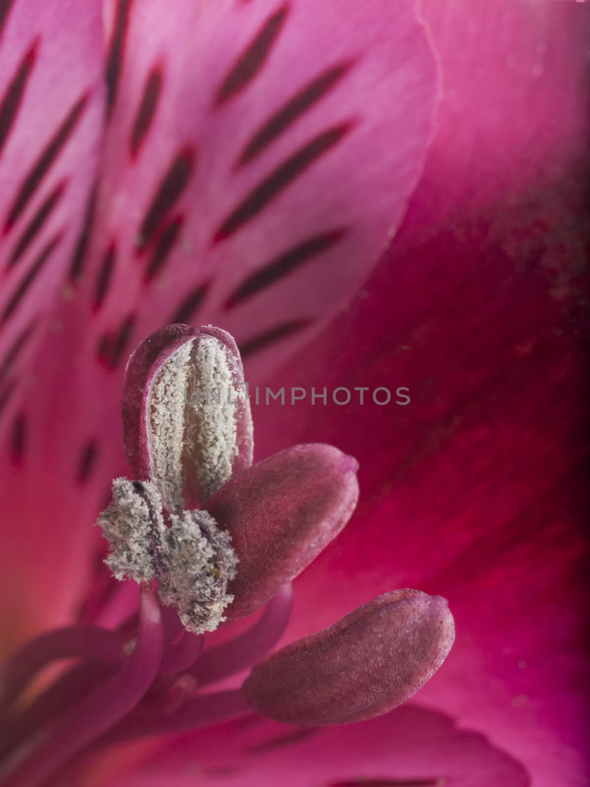 A macro shot of an alstroemeria flower