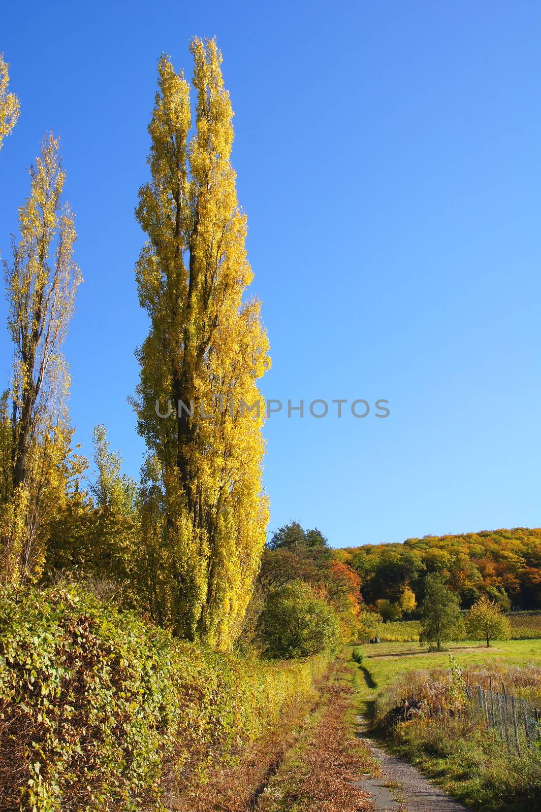 Säulenpappel im Herbst