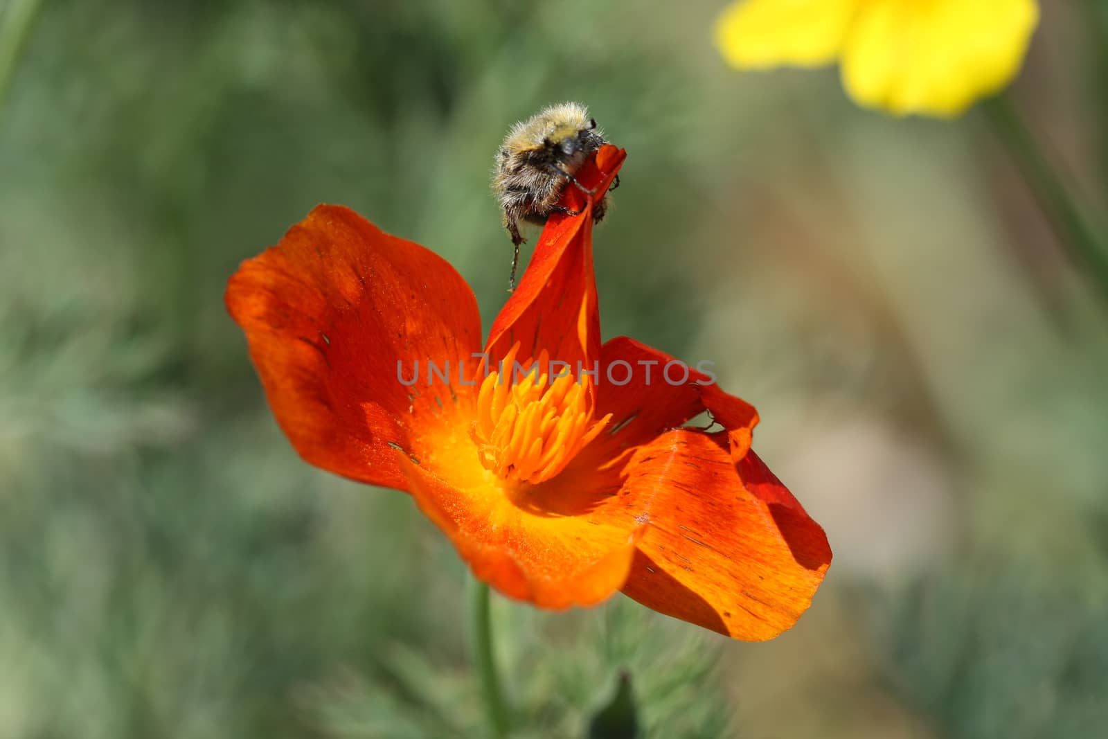 Insect attacks a flower of marigold in the village garden