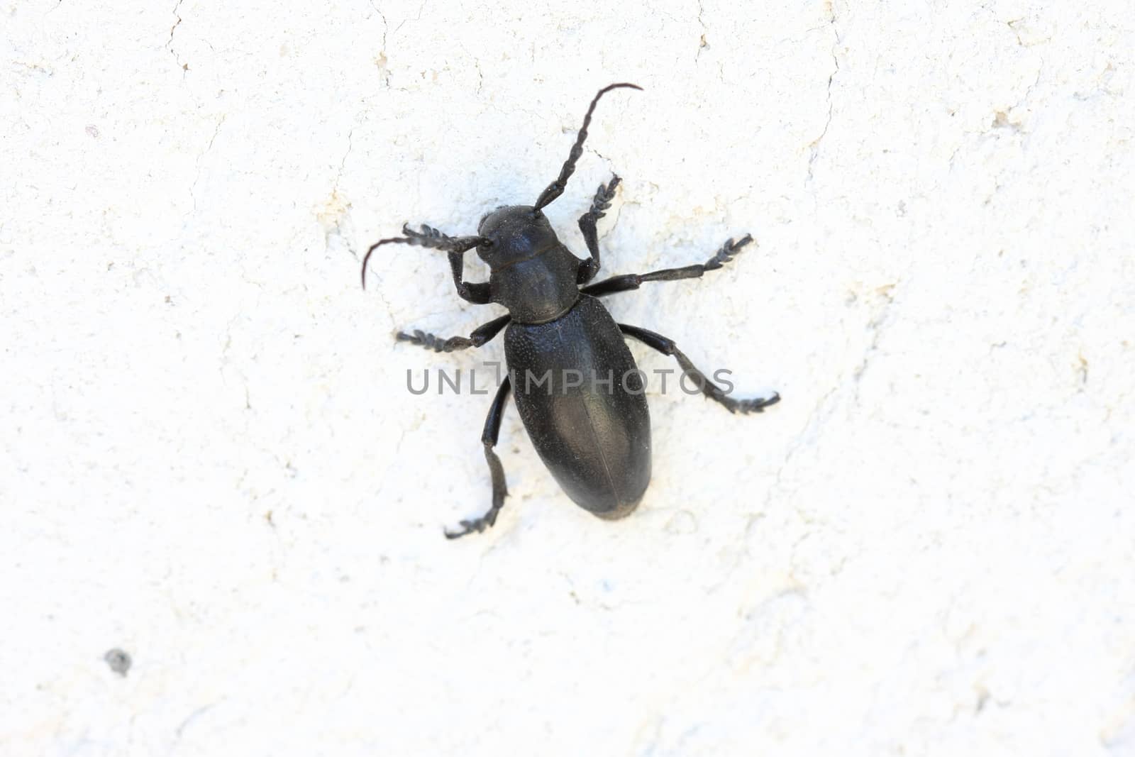 Insect climbing wall of village huose