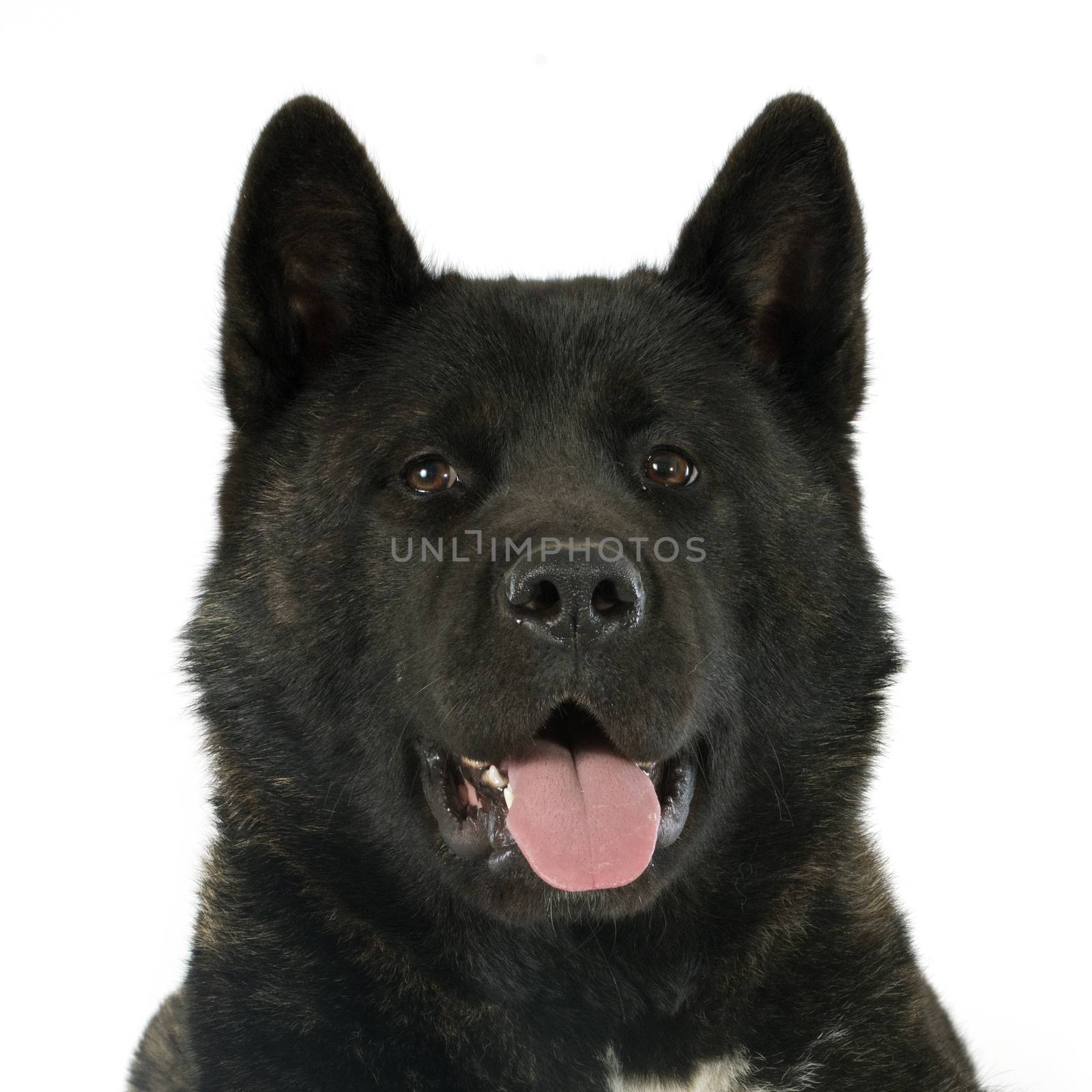 american akita in front of white background