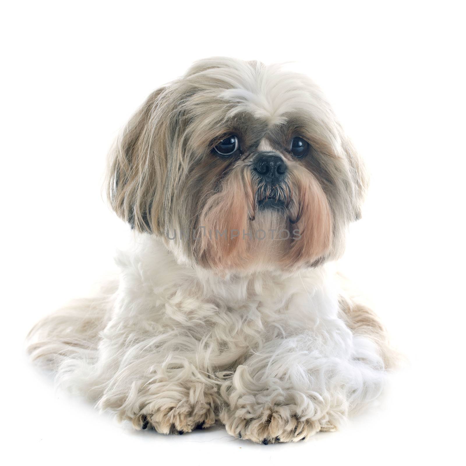 purebred Shih Tzu in front of white background