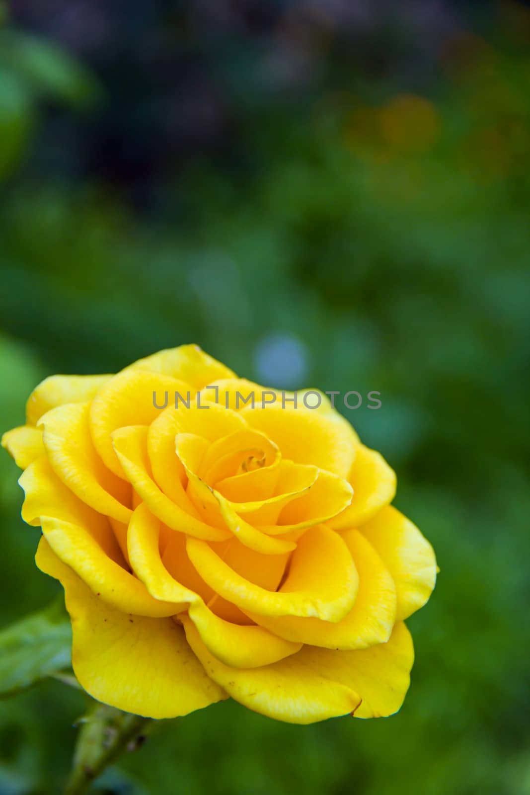 big beautiful yellow  rosa on green background