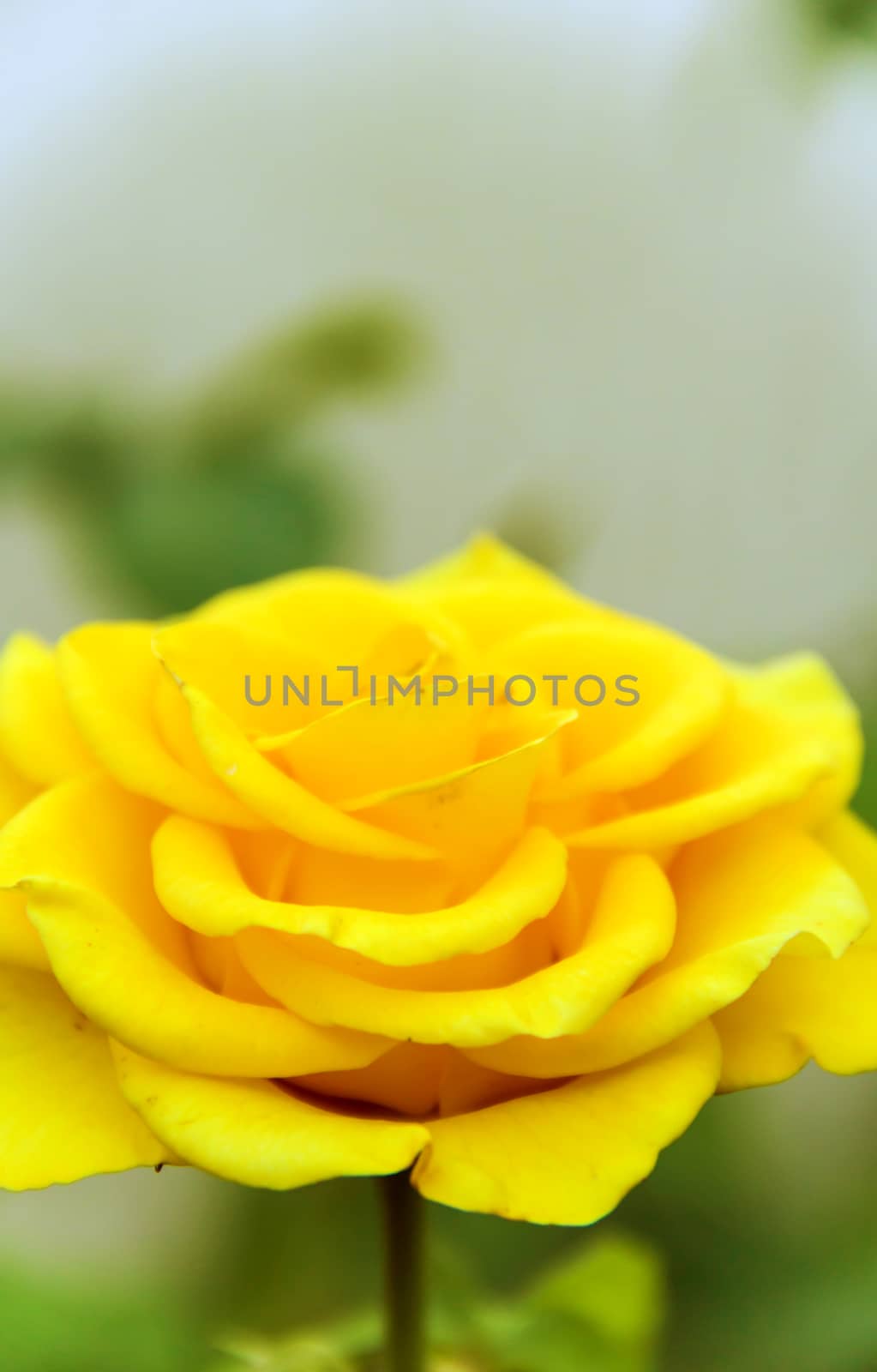 big beautiful yellow  rosa on green background