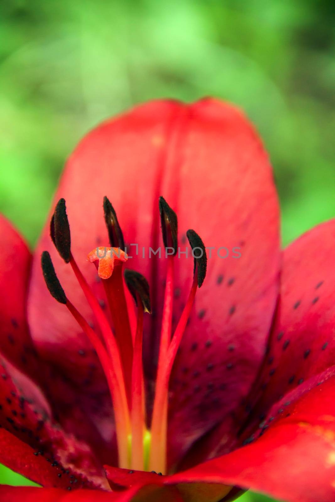 big beautiful red lily in the garden