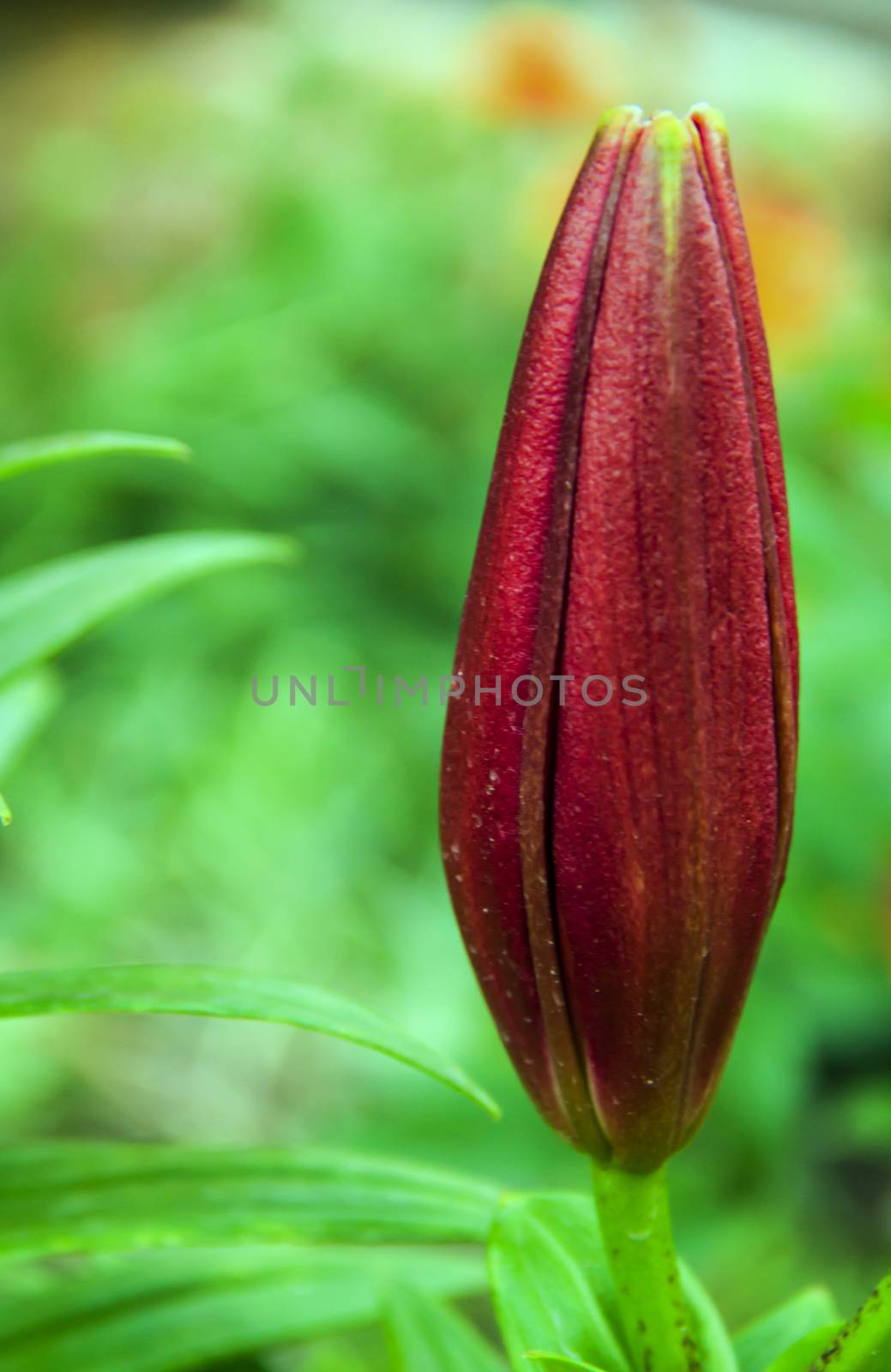 big bud beautiful red lily in the garden