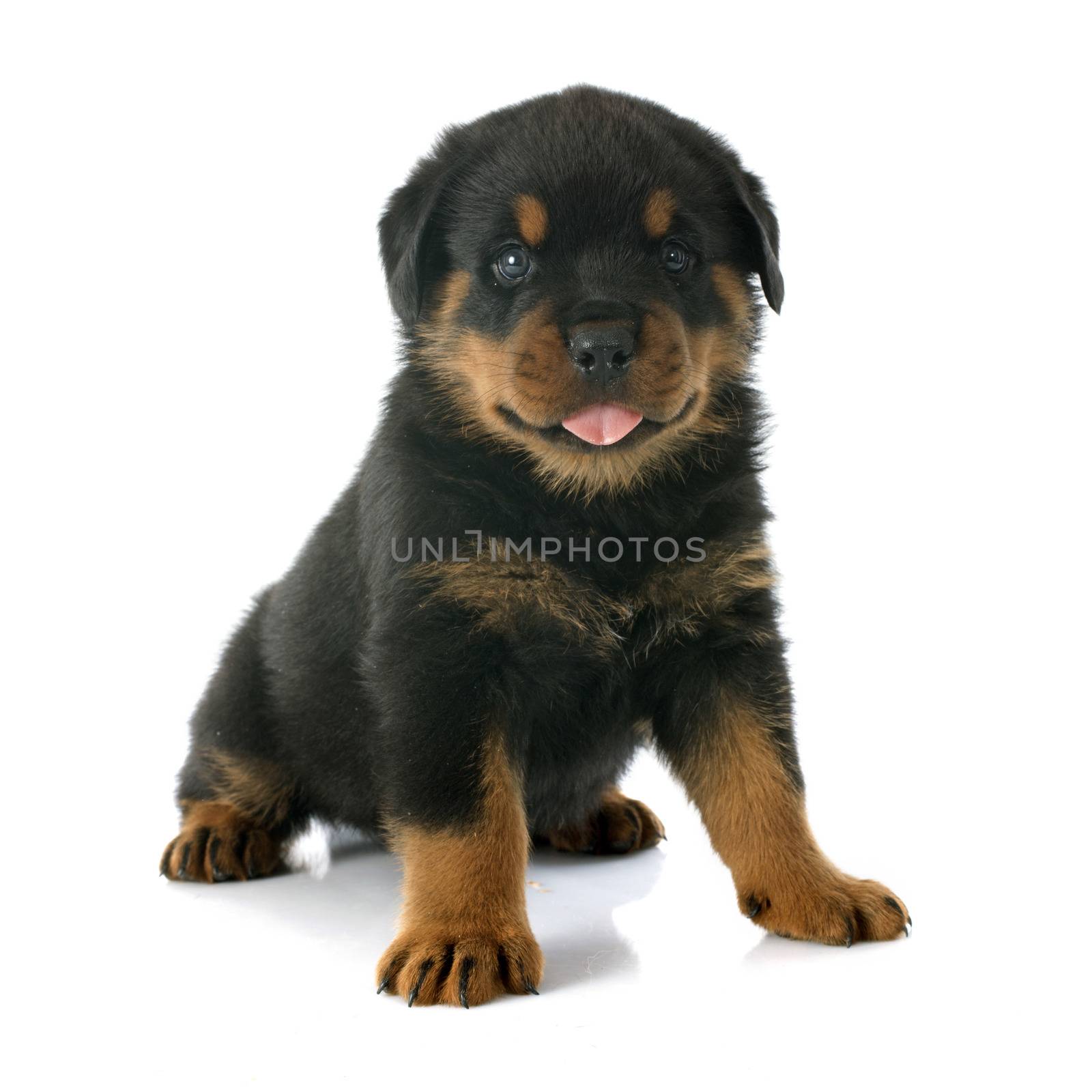 puppy rottweiler in front of white background