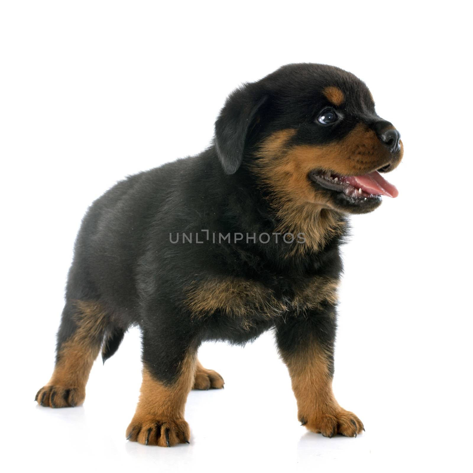 puppy rottweiler in front of white background