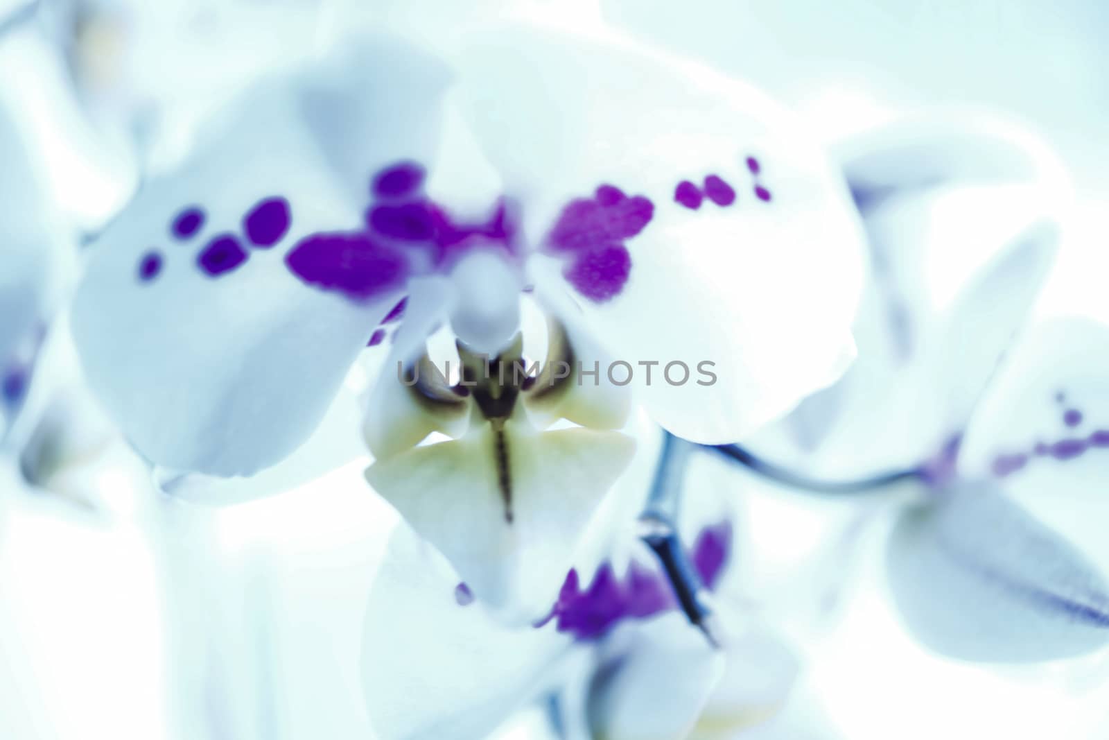 Orchide by Fr@nk