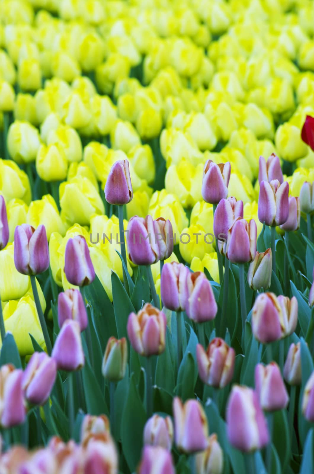 Spring background with tulips 