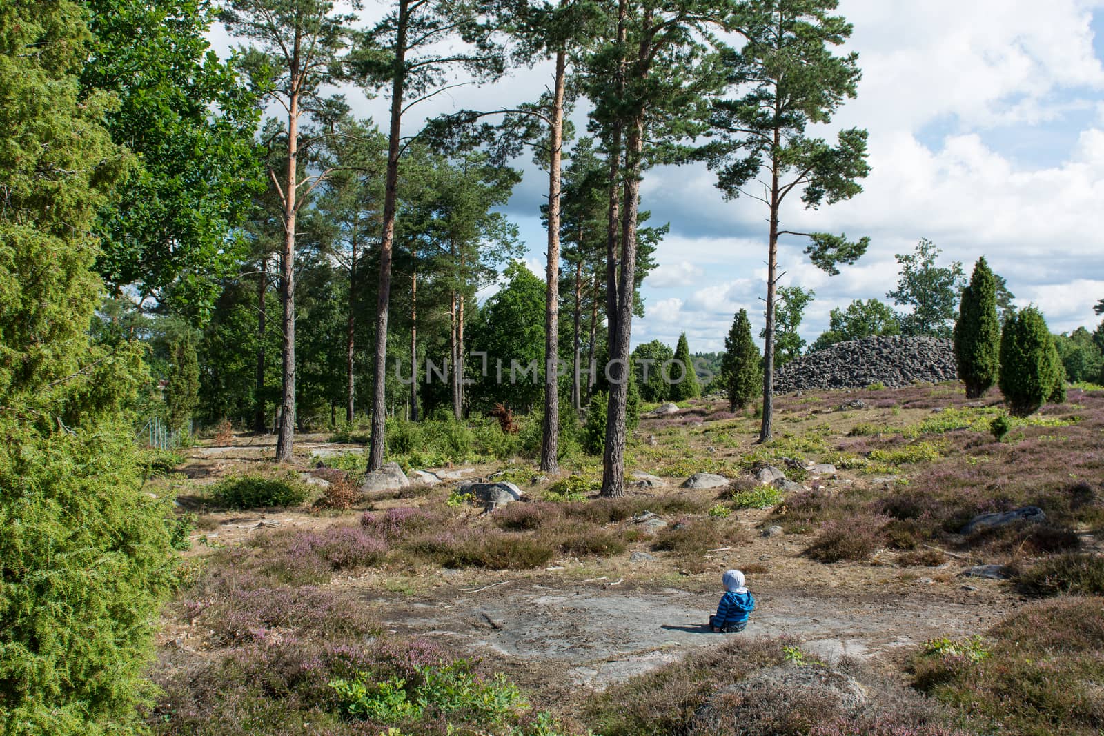 Baby sitting in a swedish forest with heathland landscape