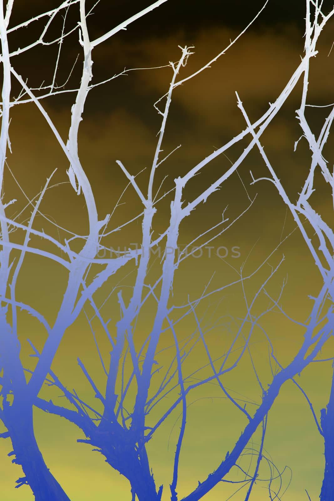 Abstract image of branches with clouds in the background