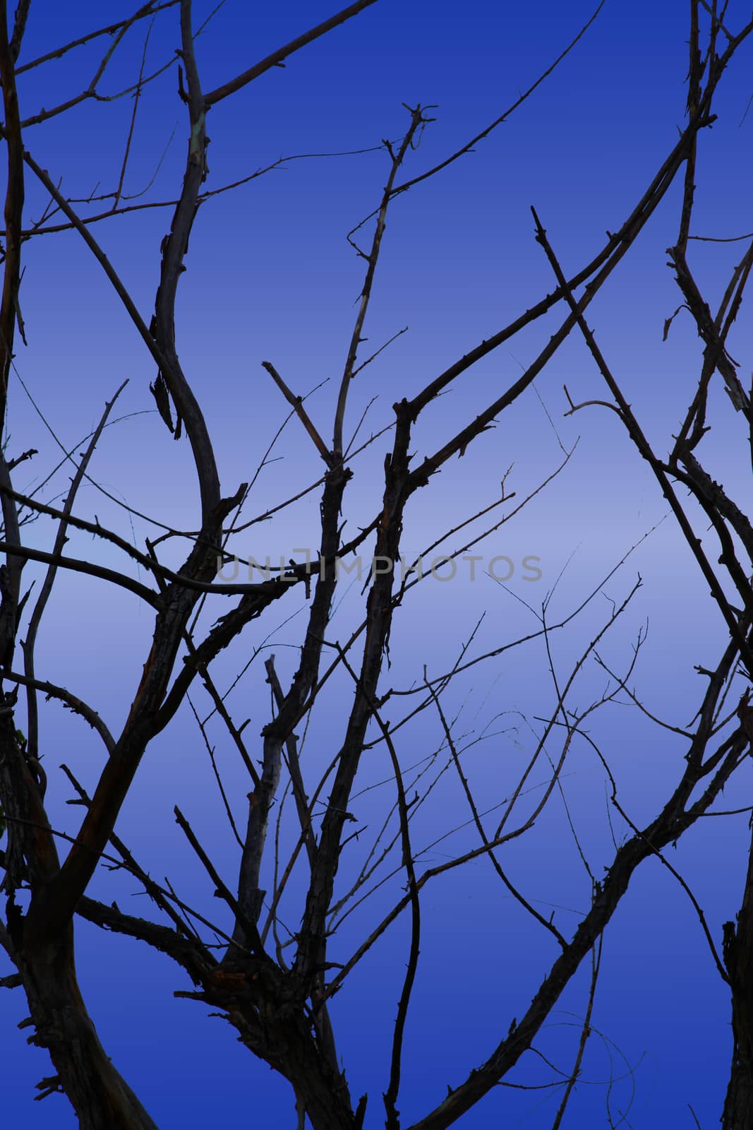 Abstract image of branches with blue in the background