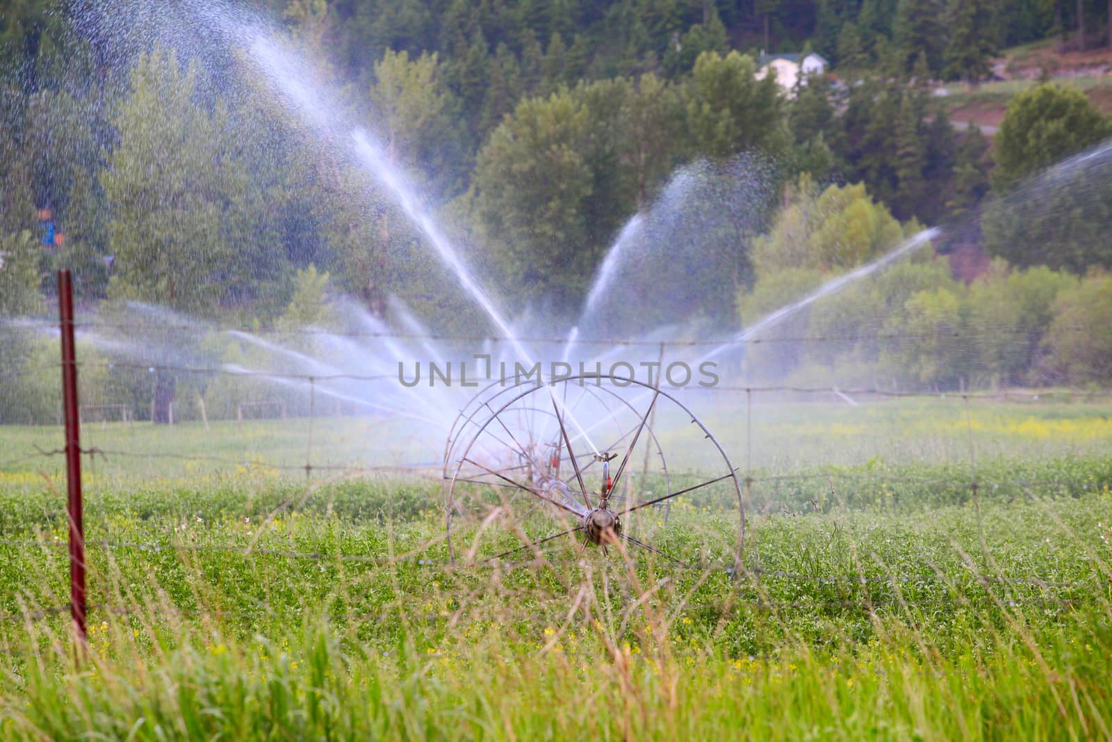 Irrigation sprinklers in green hayfield spraying water