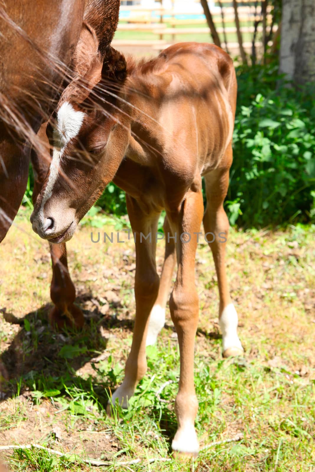 Mare and one day old colt standing together