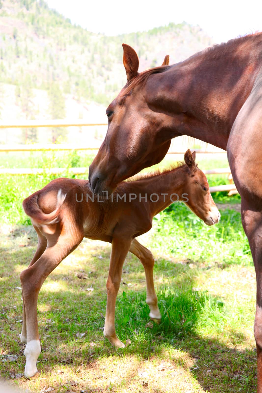 Mare and one day old colt standing together