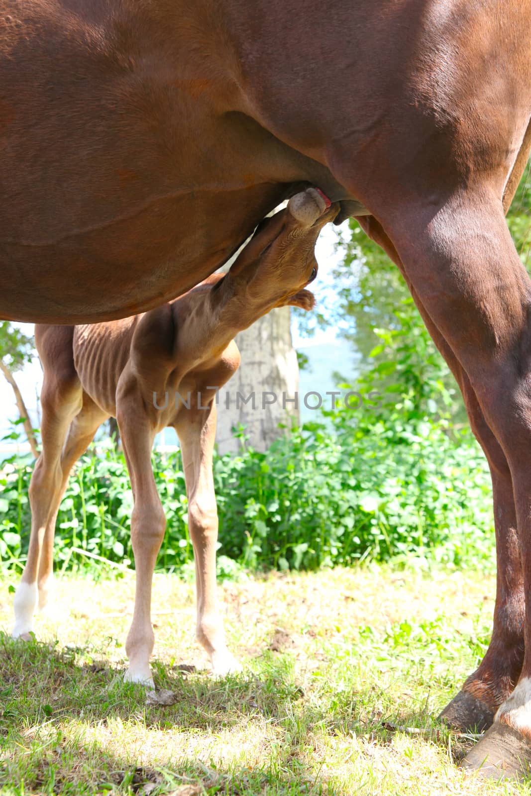 Mare and one day old colt standing together