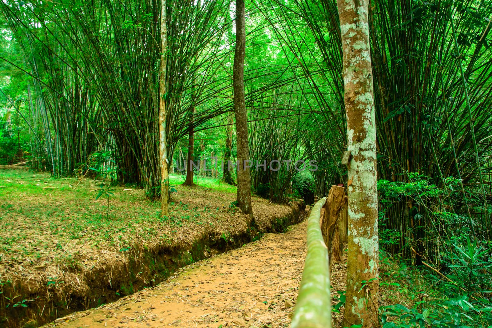 the beautiful natural green bamboo tree on the mountain