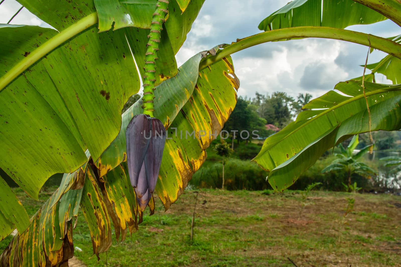 the banana blossom is found in the banana farm