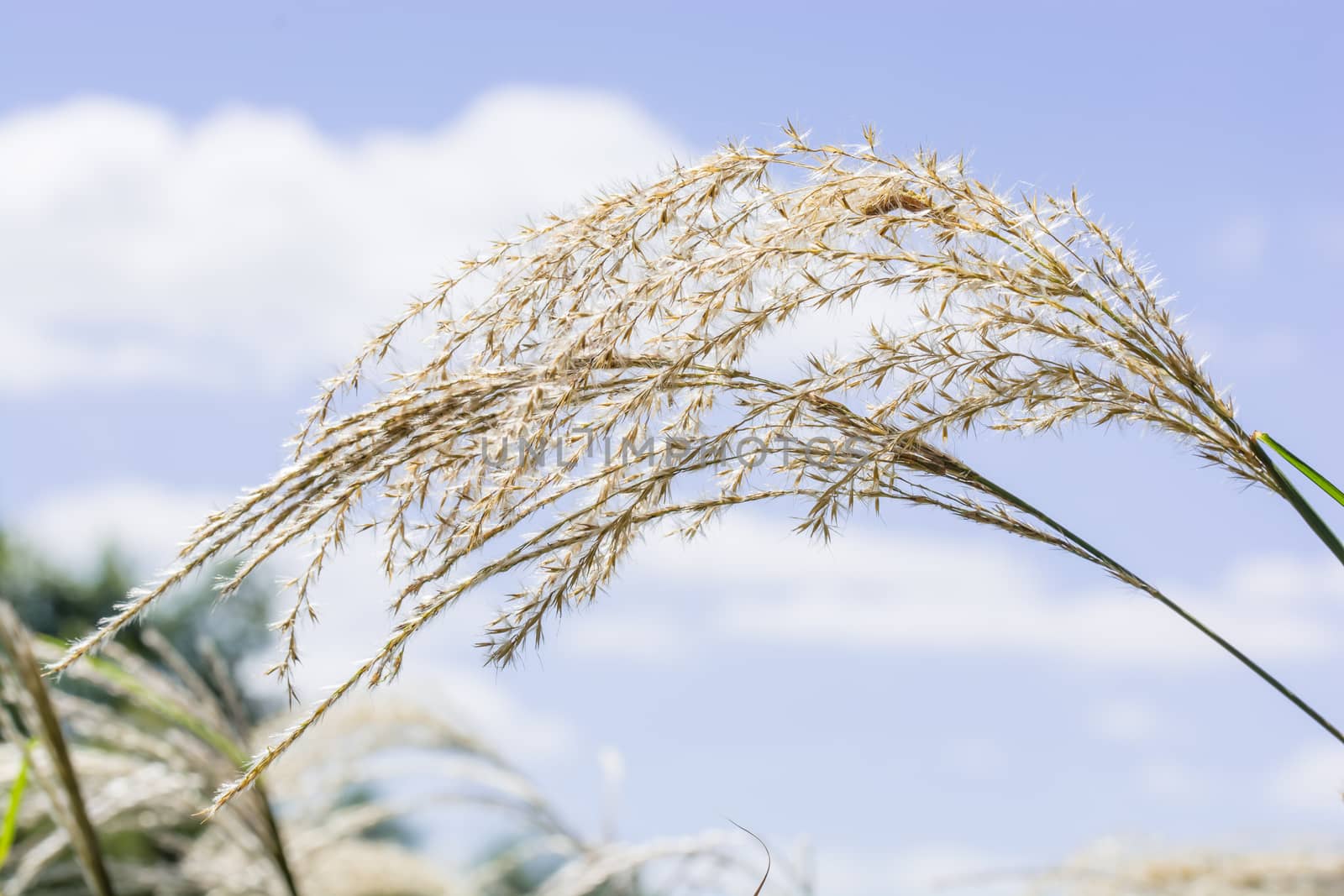 The beautiful dry grass flower under the gorgeous blue sky