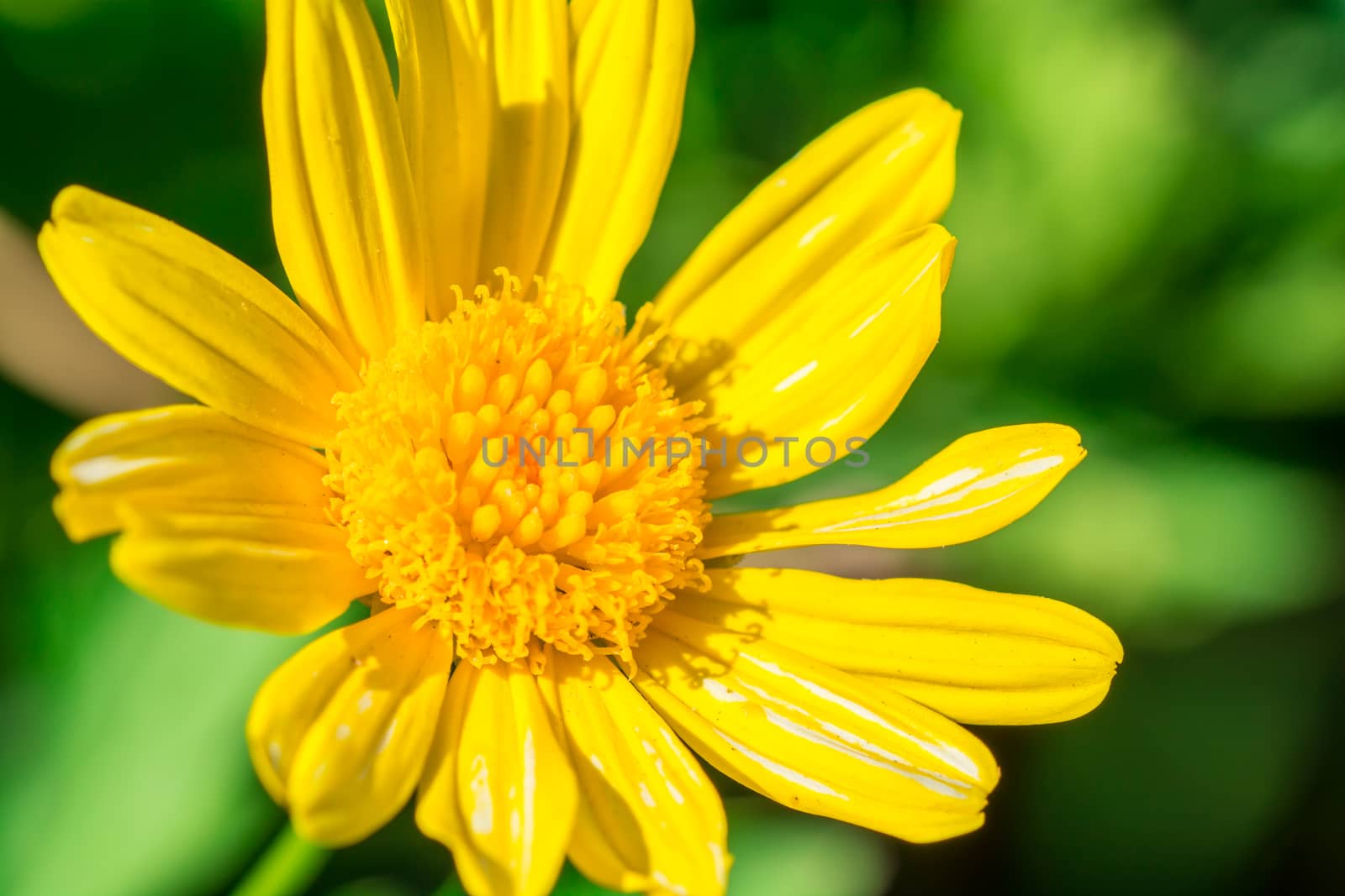 The beautiful yellow flower in the national park