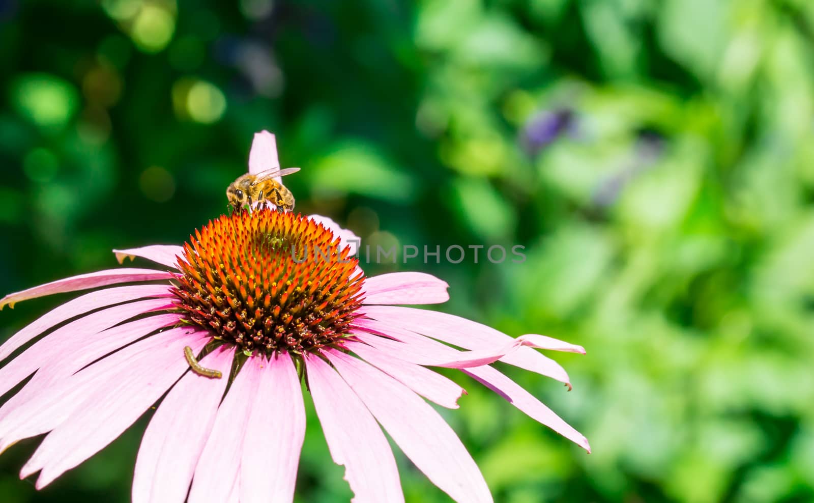 bee on the pollen of the flower in the botanical garden