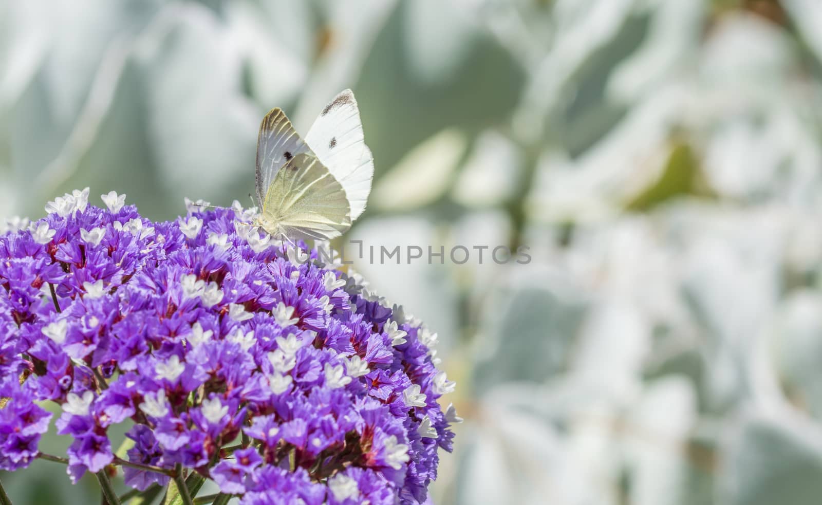 The butterfly on the blue flower in the botanical garden