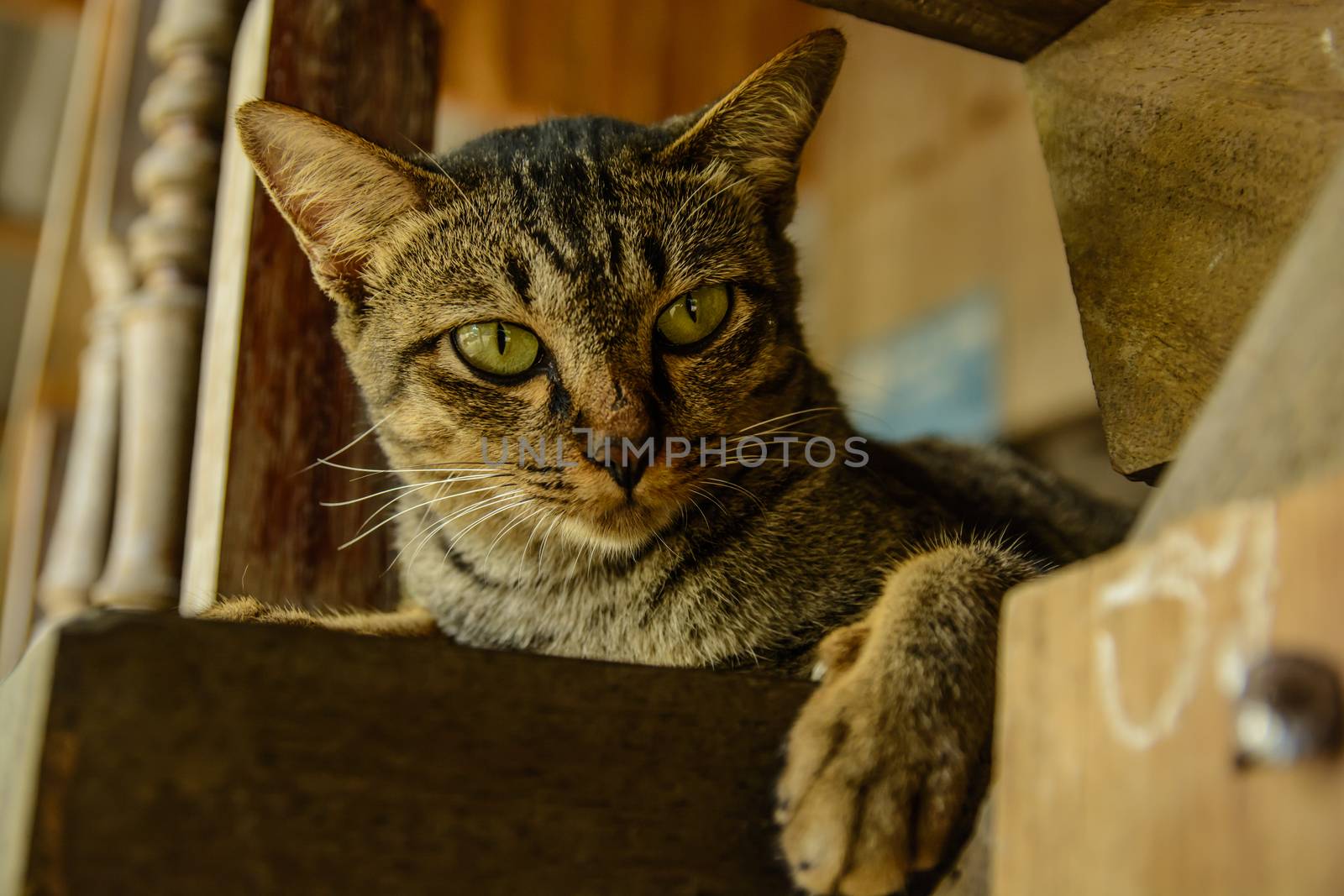 A beautiful cat sitting on the stairs looking at the other.