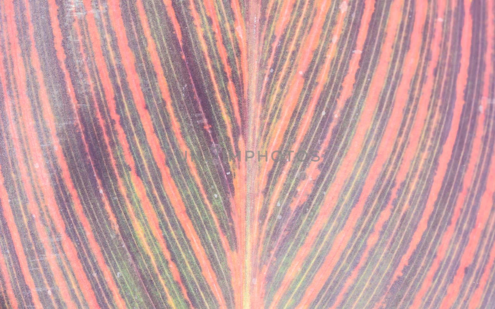 The beautiful colorful leaf texture taken from the botanical garden