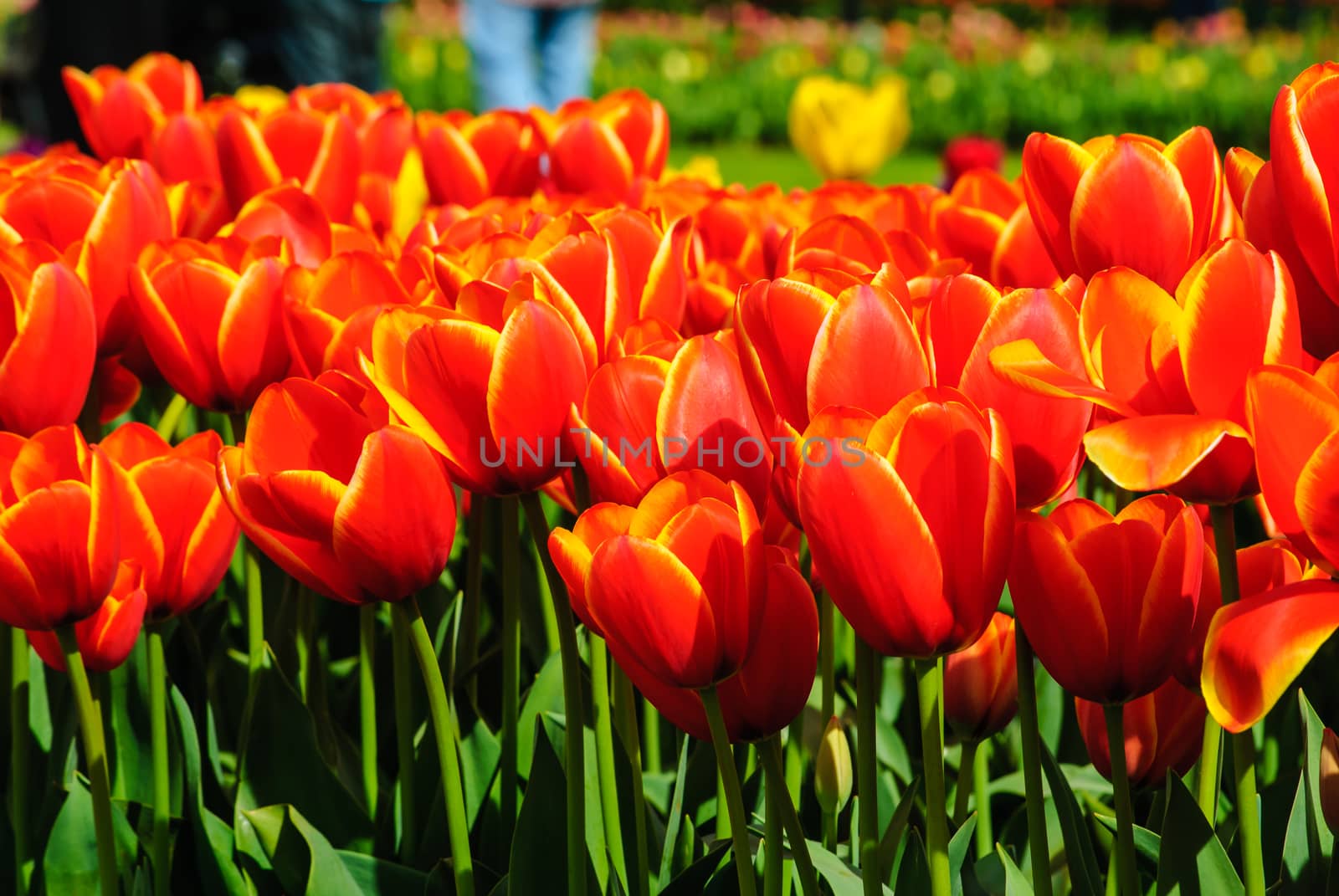 The red tulips in the farm are captured on the beautiful sunny day