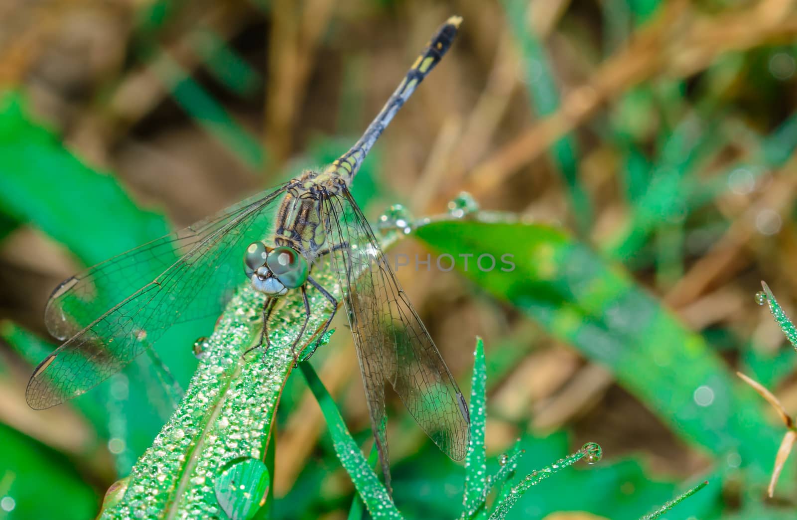 the gorgeous dragon fly in the morning at the garden