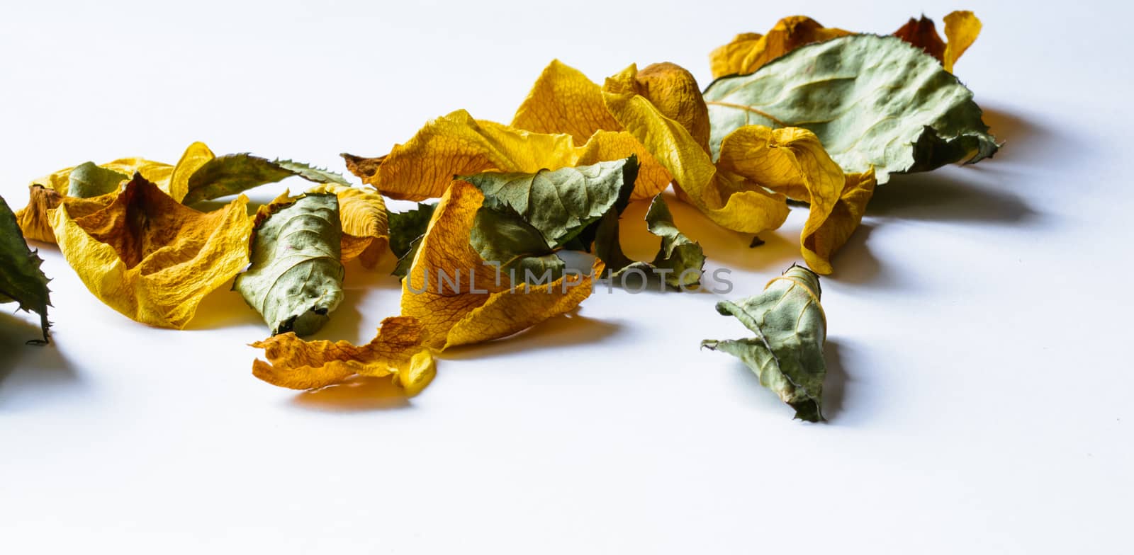 Dried rose leaves on white background.