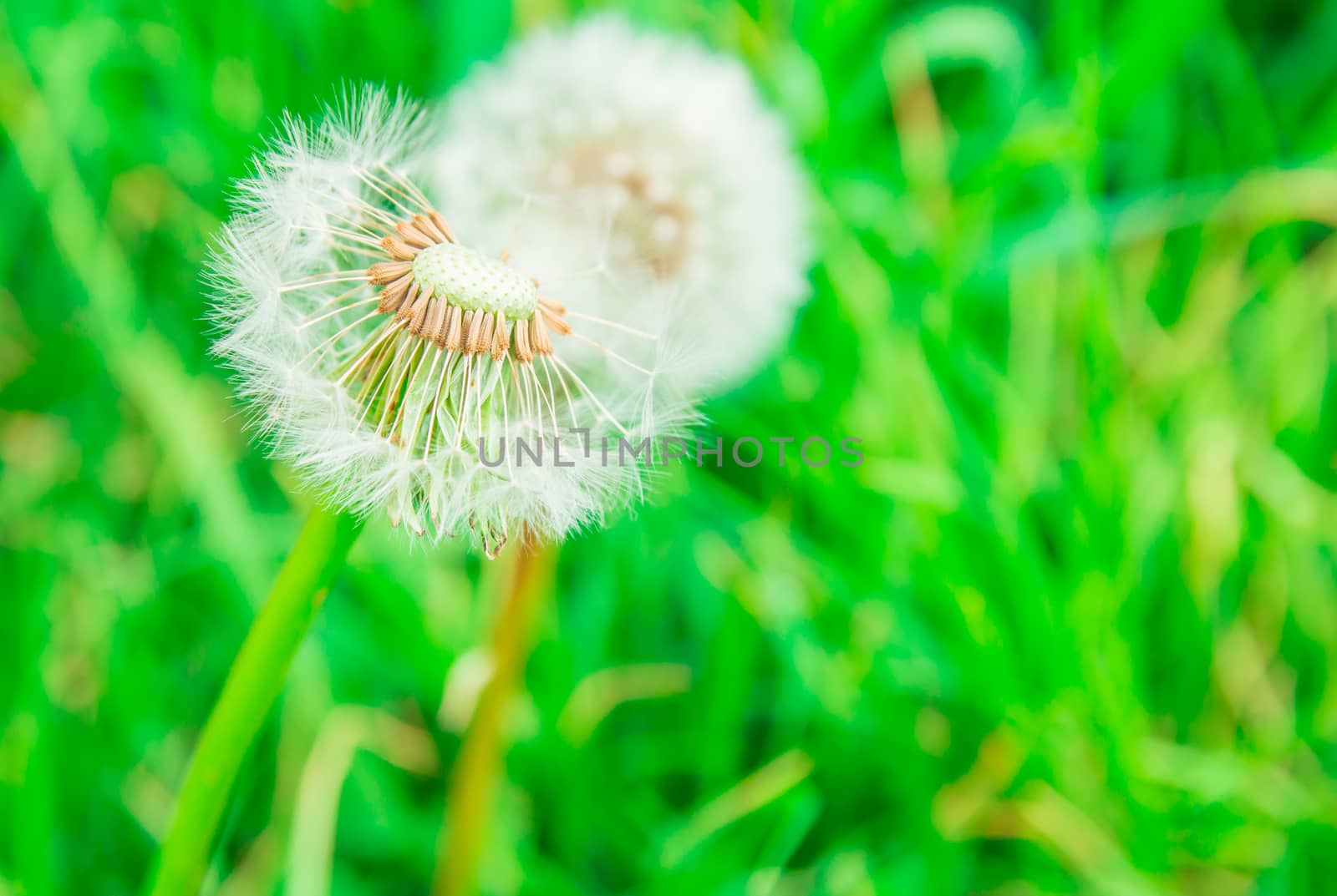 The falling dry flower in the garden under the morning sun