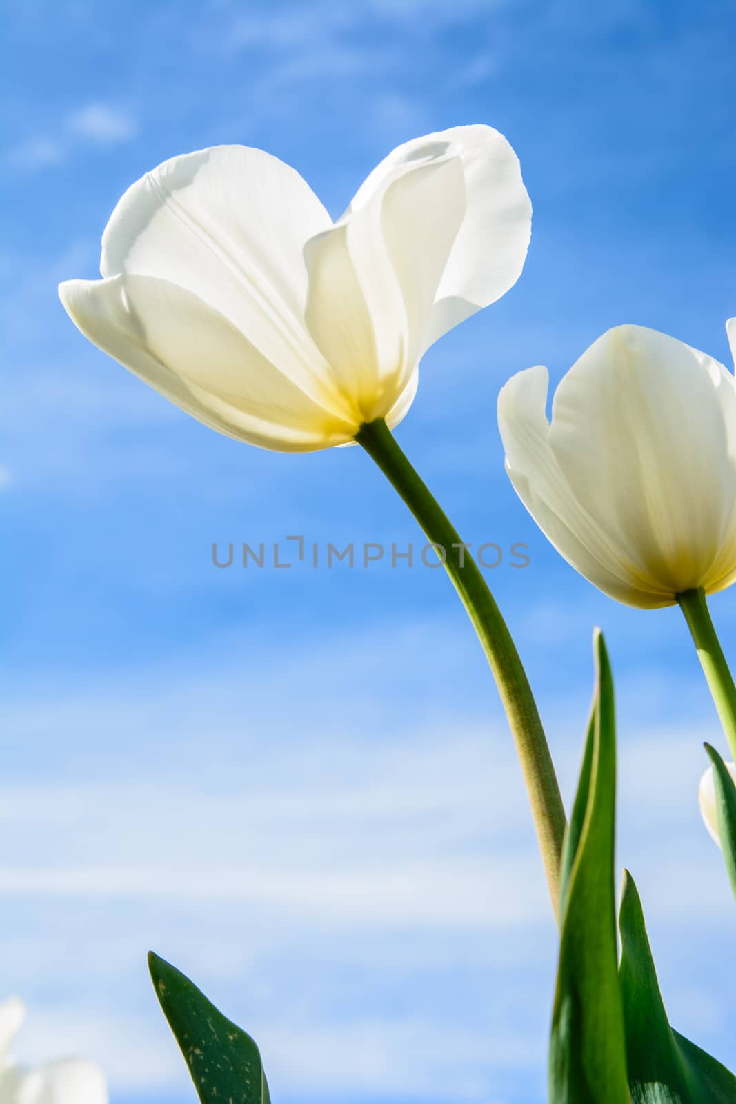 Gorgeous tulip, ideal for background and other purposes