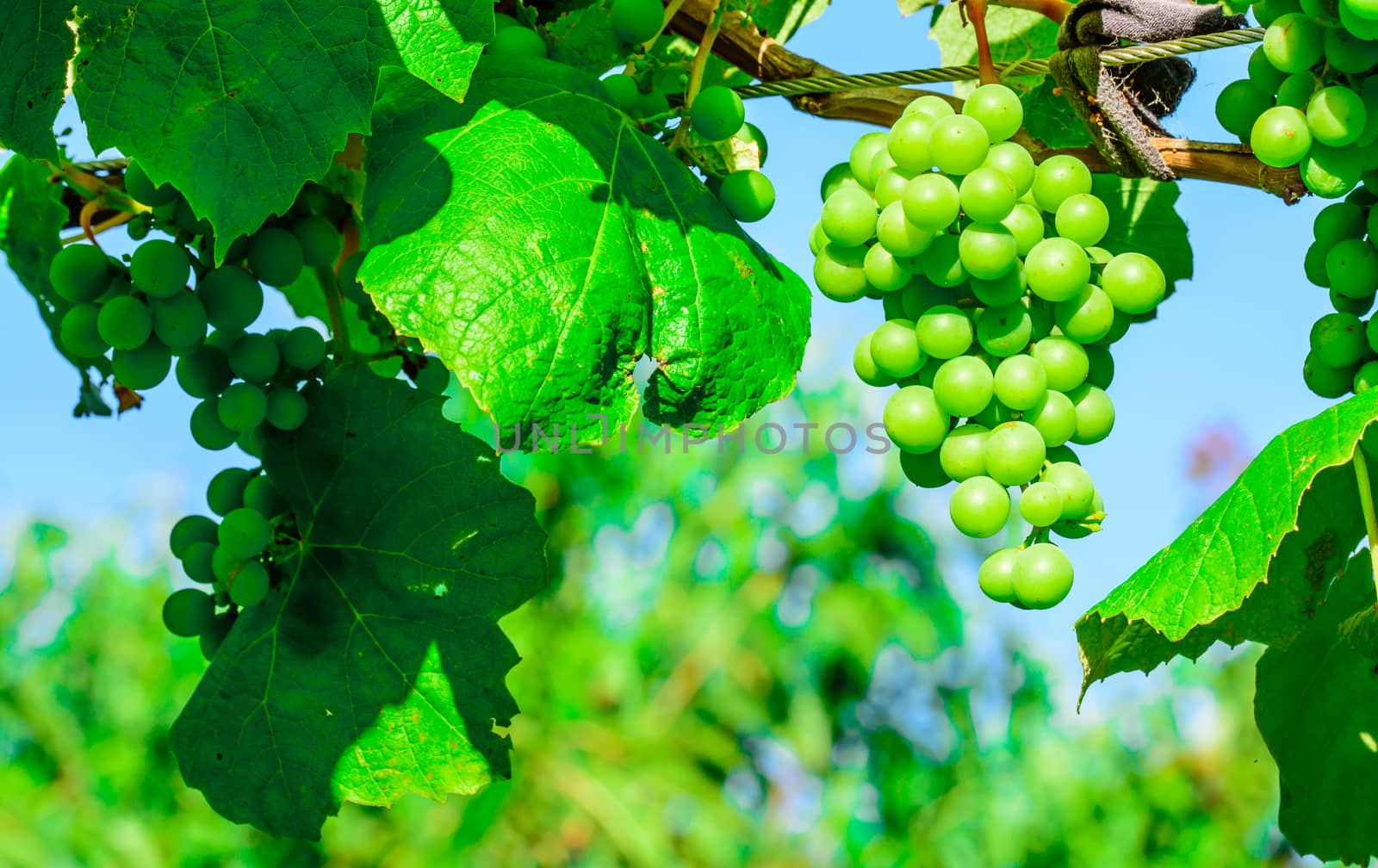 the beautiful group of grapes in the wenery garden