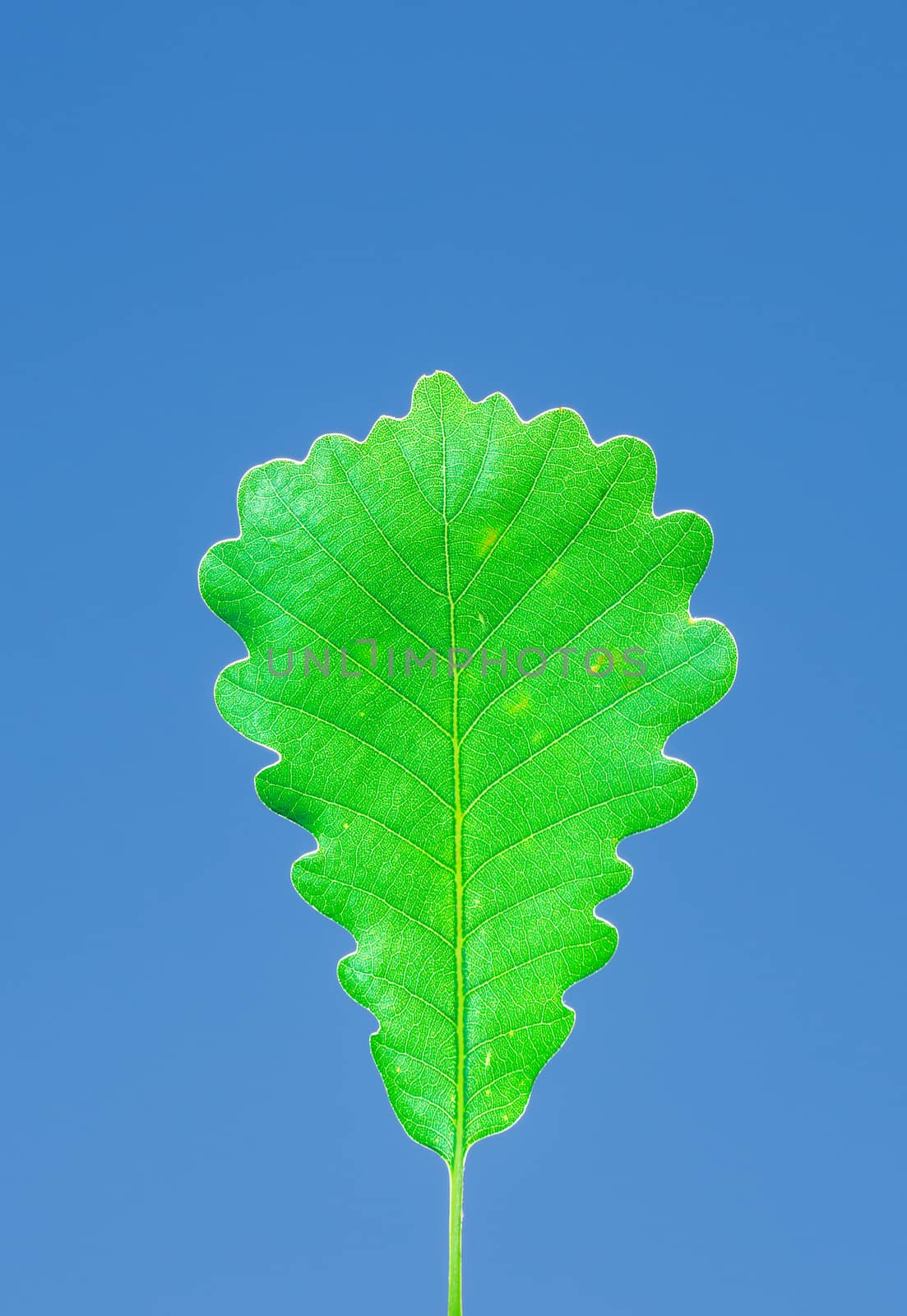 The green leaf under blue sky at the botanical garden