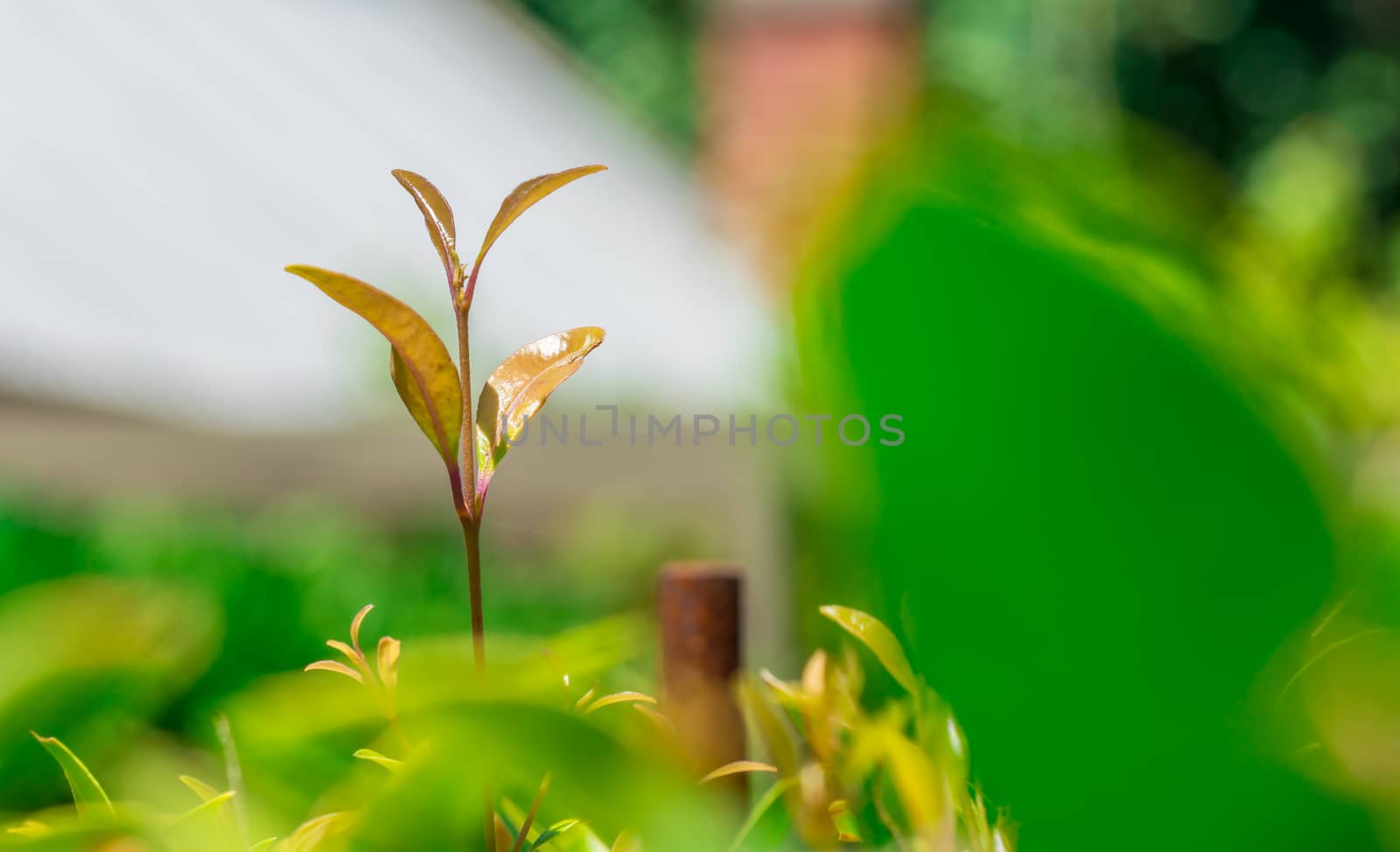 The green leaves in the garden under the sunlight