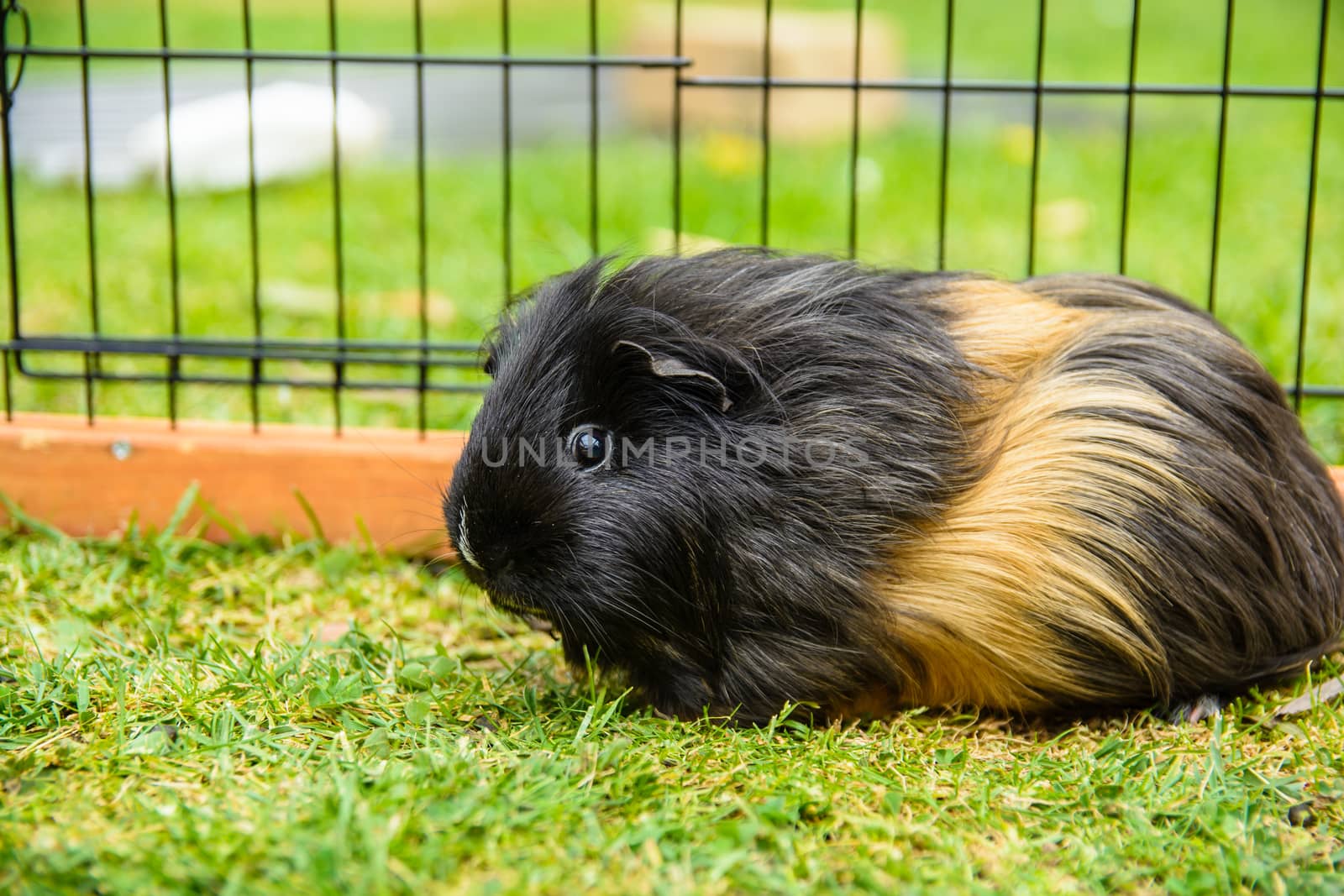 The beautiful guinea pig taken from in side the cage.