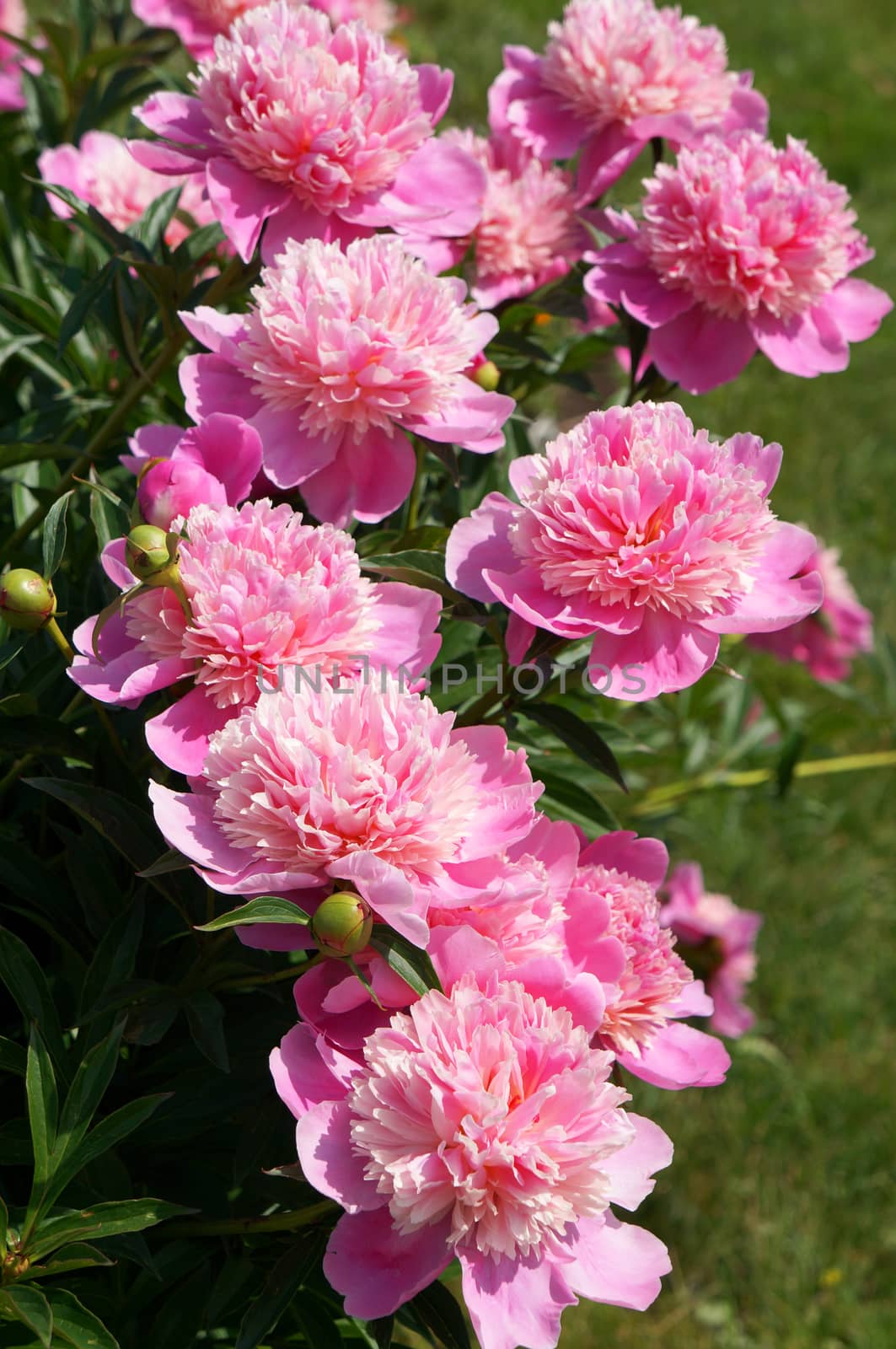 Flowering shrub pink peonies                               