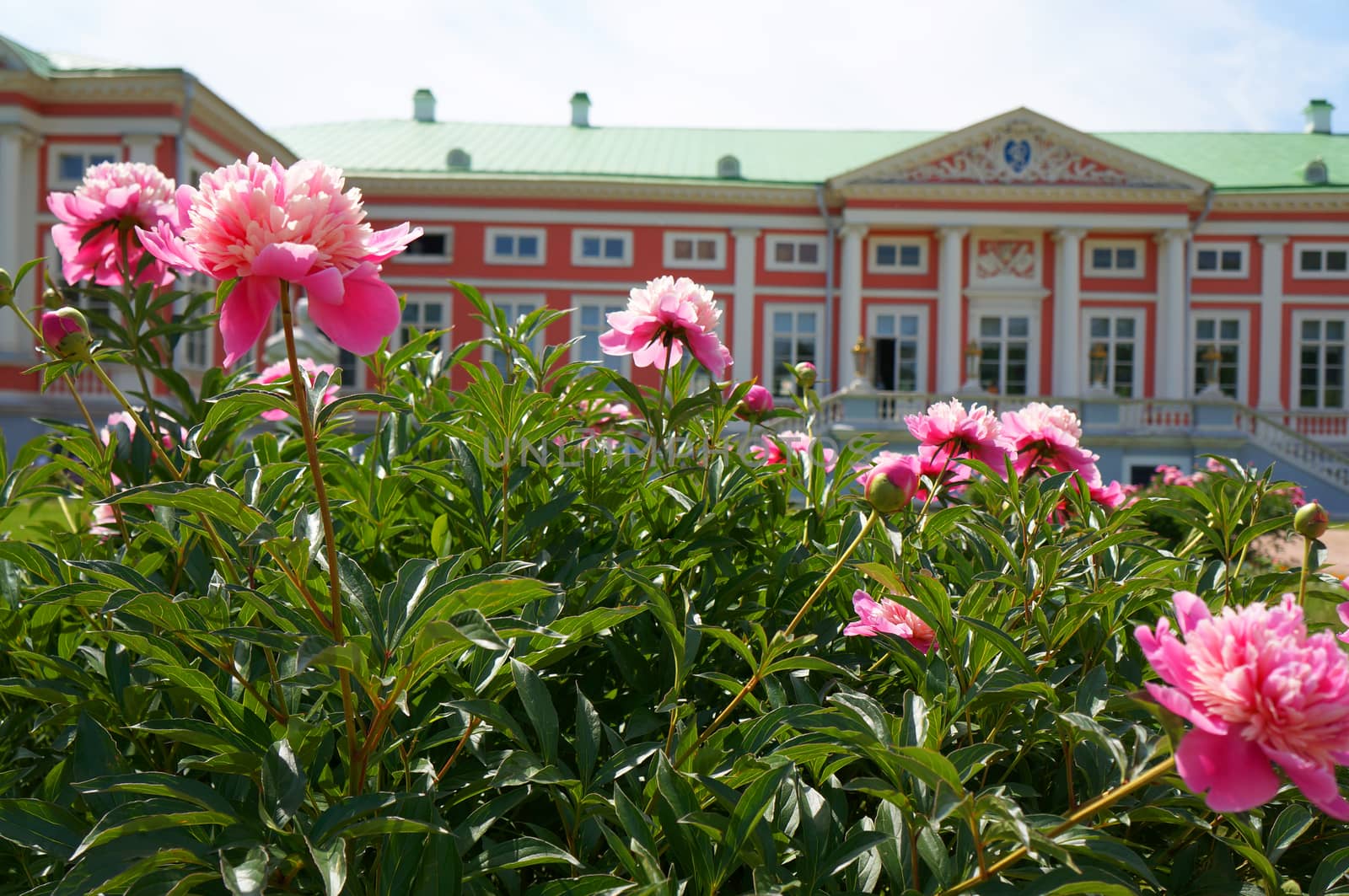  Peonies front of the palace (Kuskovo Estate near Moscow)                              