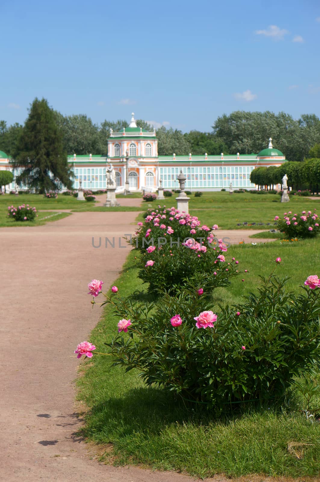 The road to the palace lined with blooming peony   (Kuskovo Estate near Moscow)                             