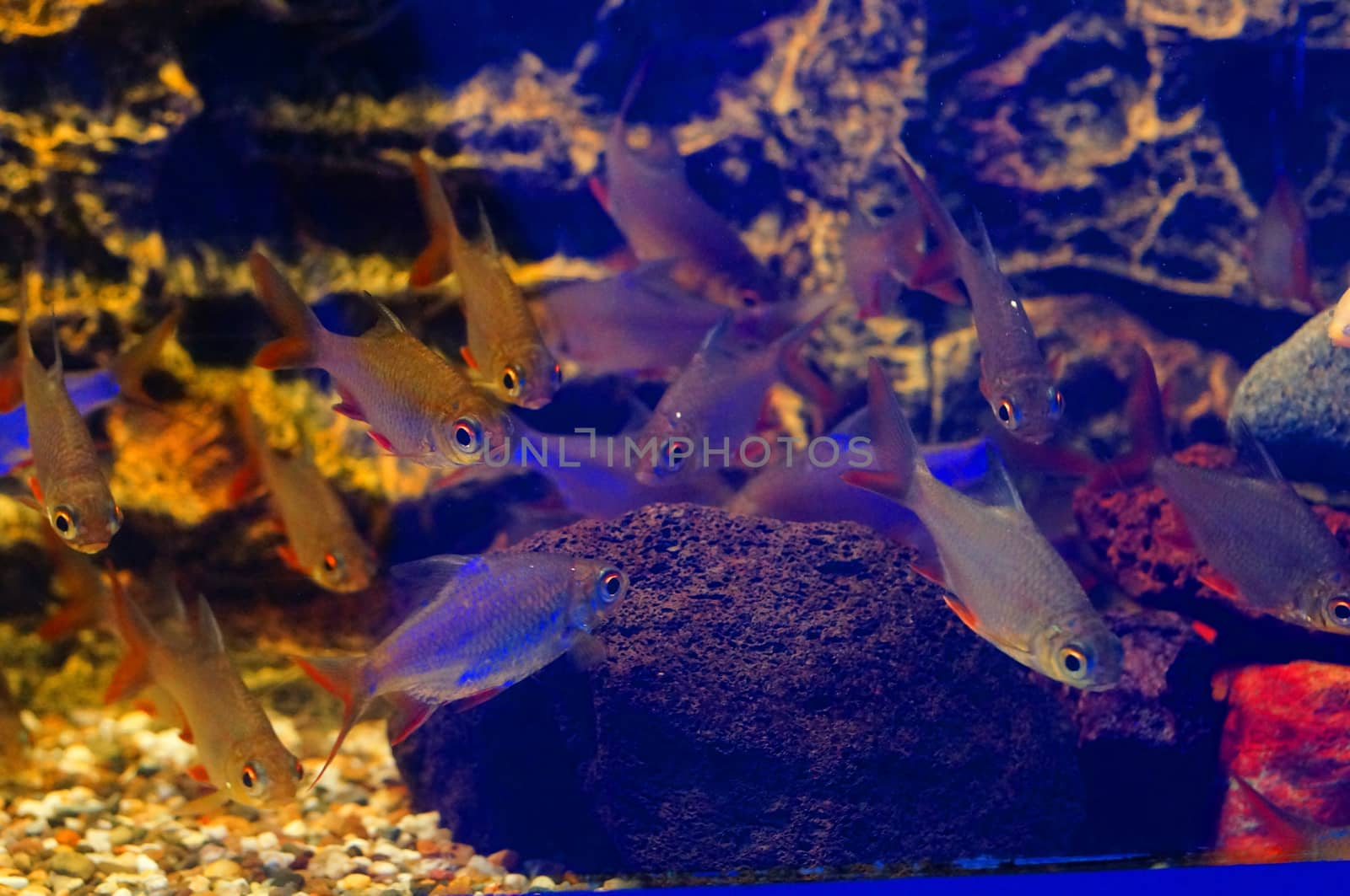 Small gray fish with red fins (Barbonymus altus)                               