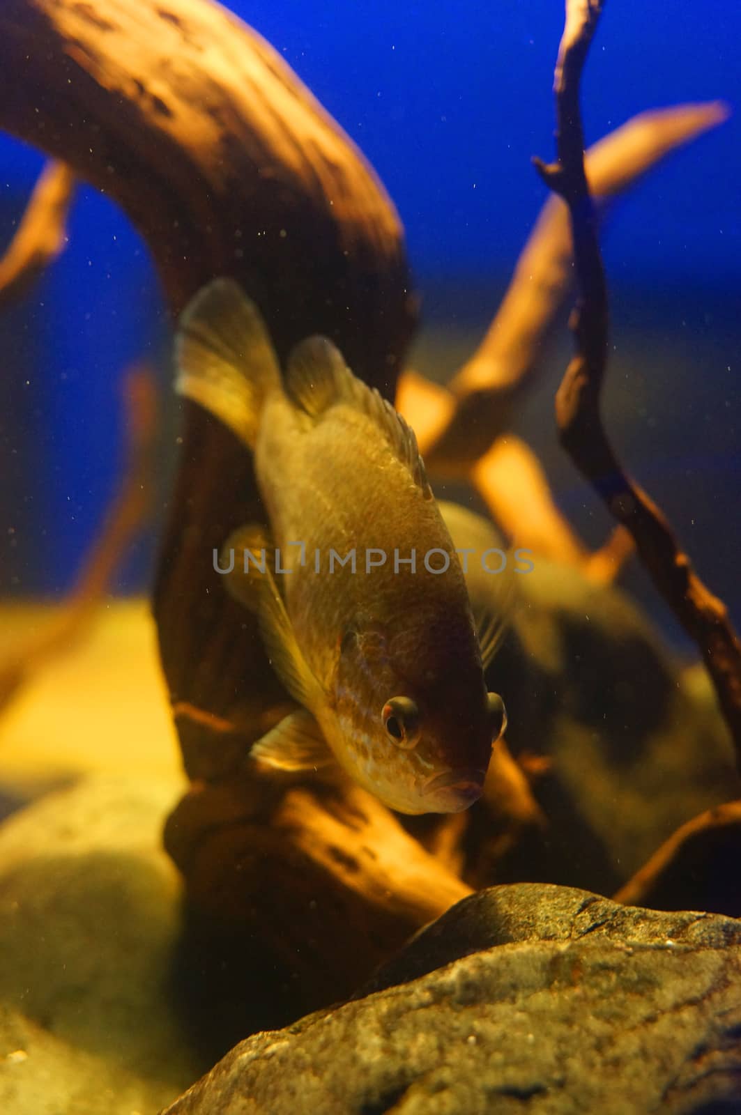  Fish in an aquarium                           