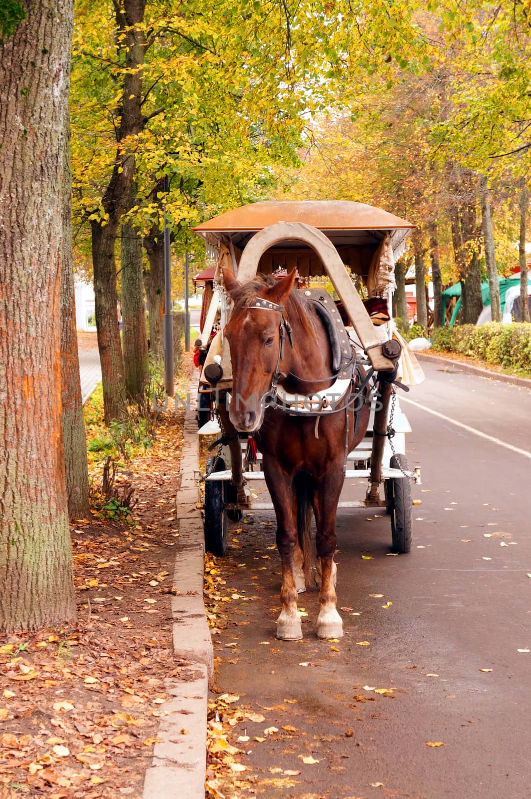  Brown horse-drawn wagon in the autumn alley                              