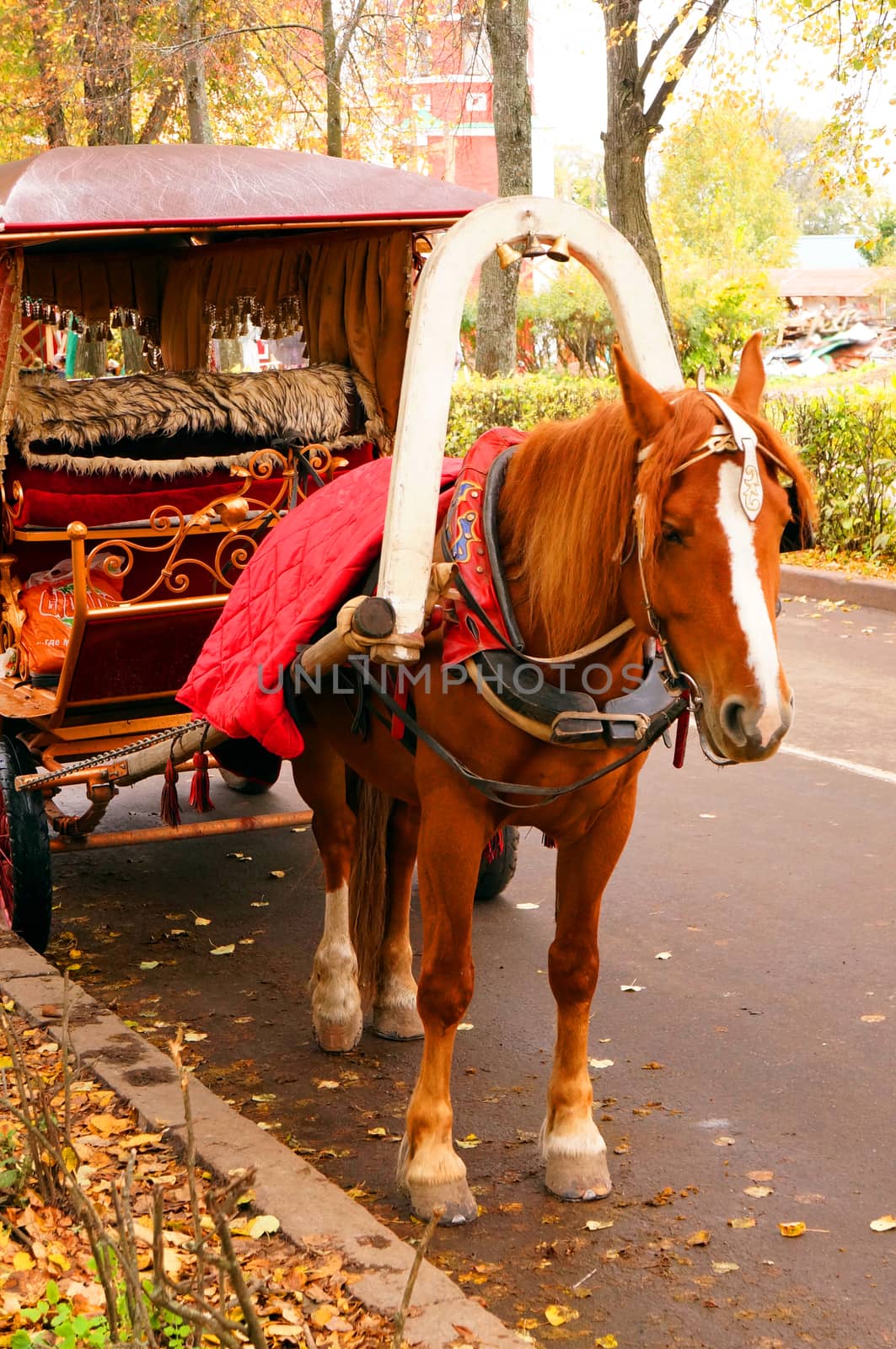 Brown horse-drawn wagon in the autumn alley