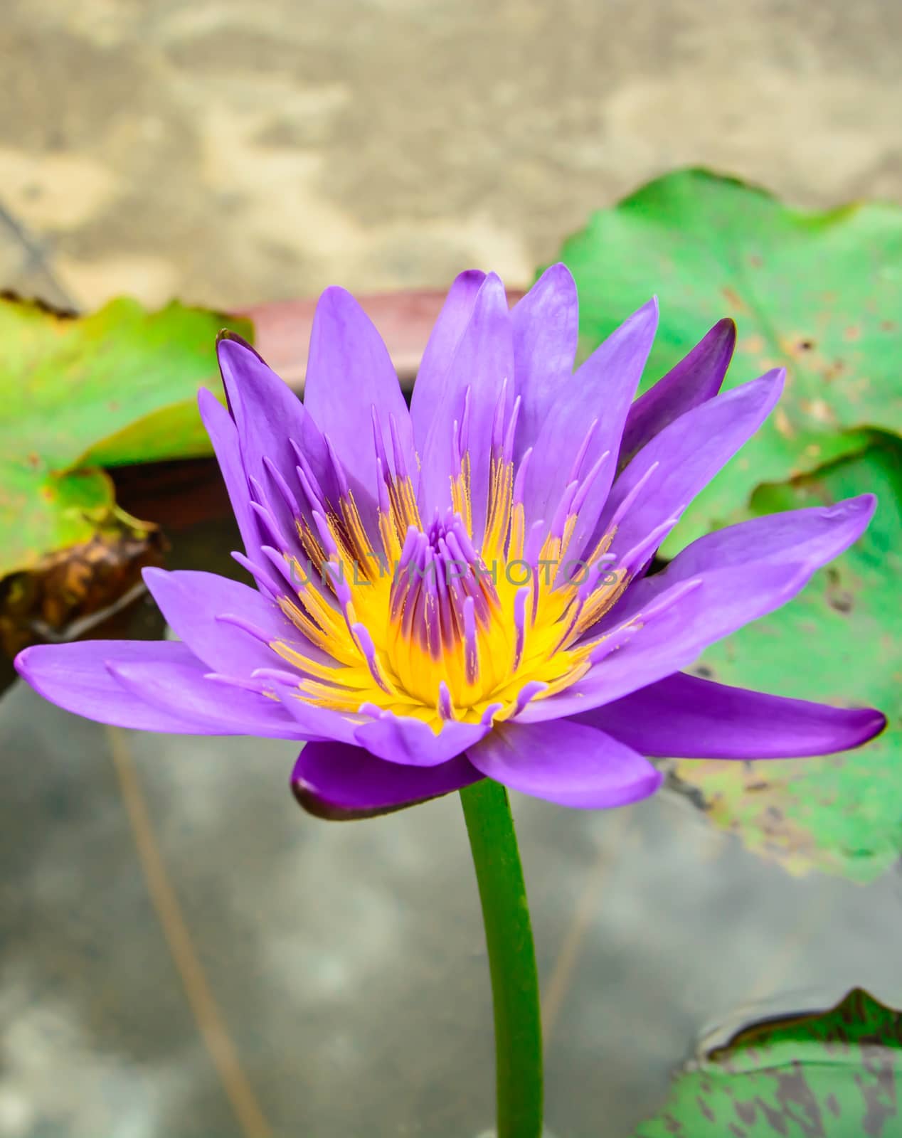 A beautiful lotus in the