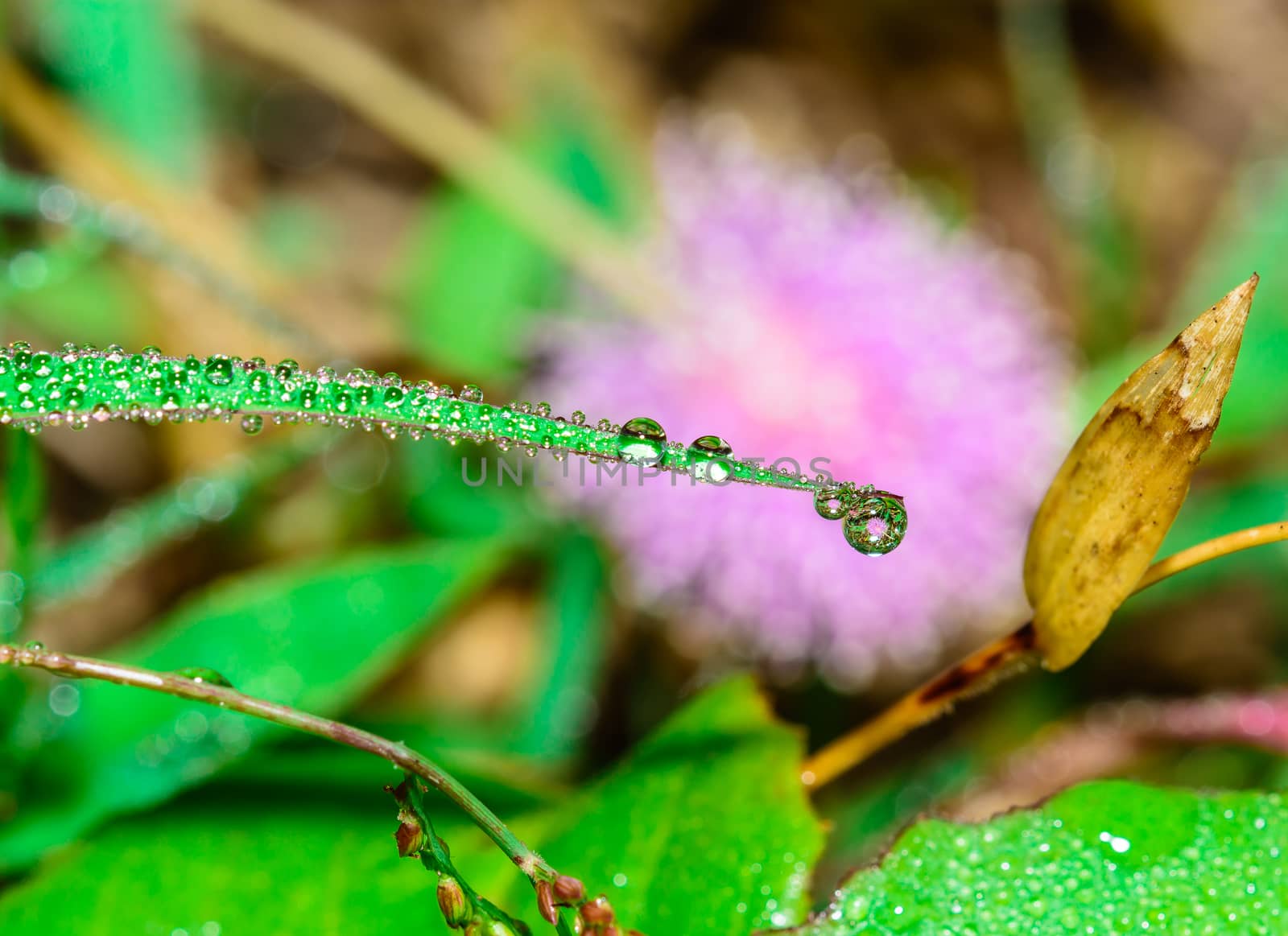 the freshness of morning dew in the garden